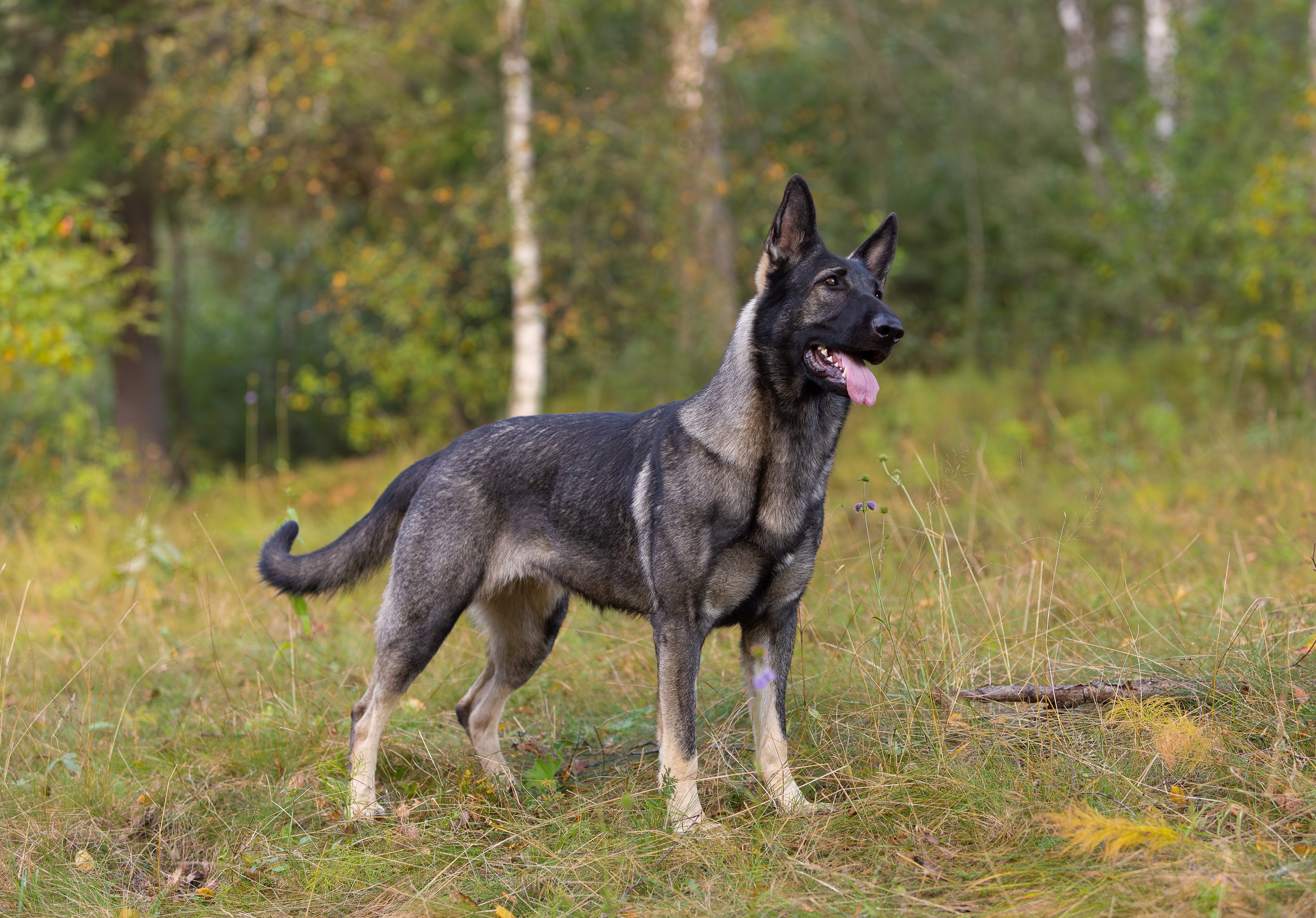 Корги и ВЕО осенью. Фотограф-анималист в Москве, МО и Владимире