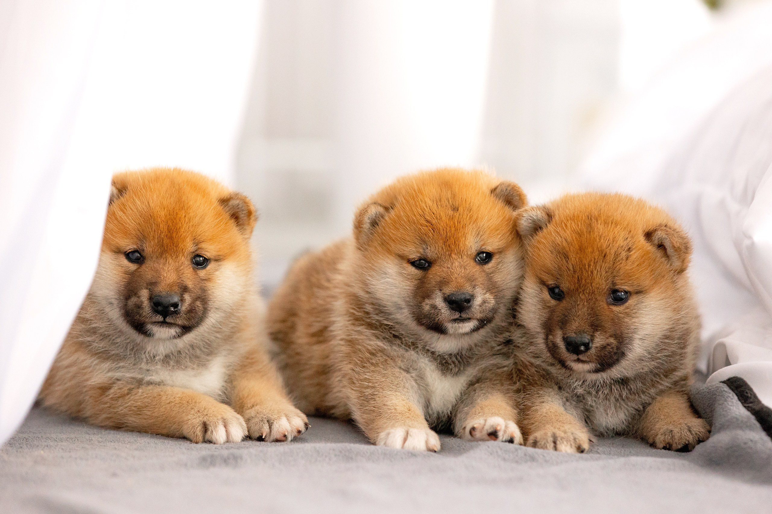 Собаки. Конный фотограф Валынкина Лера