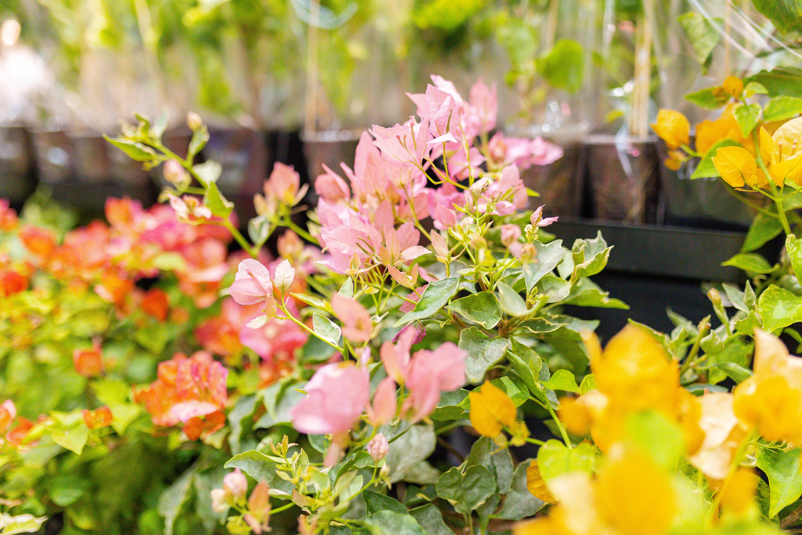 Монстериум 11–12 октября. Александра Куликова фотограф, Москва