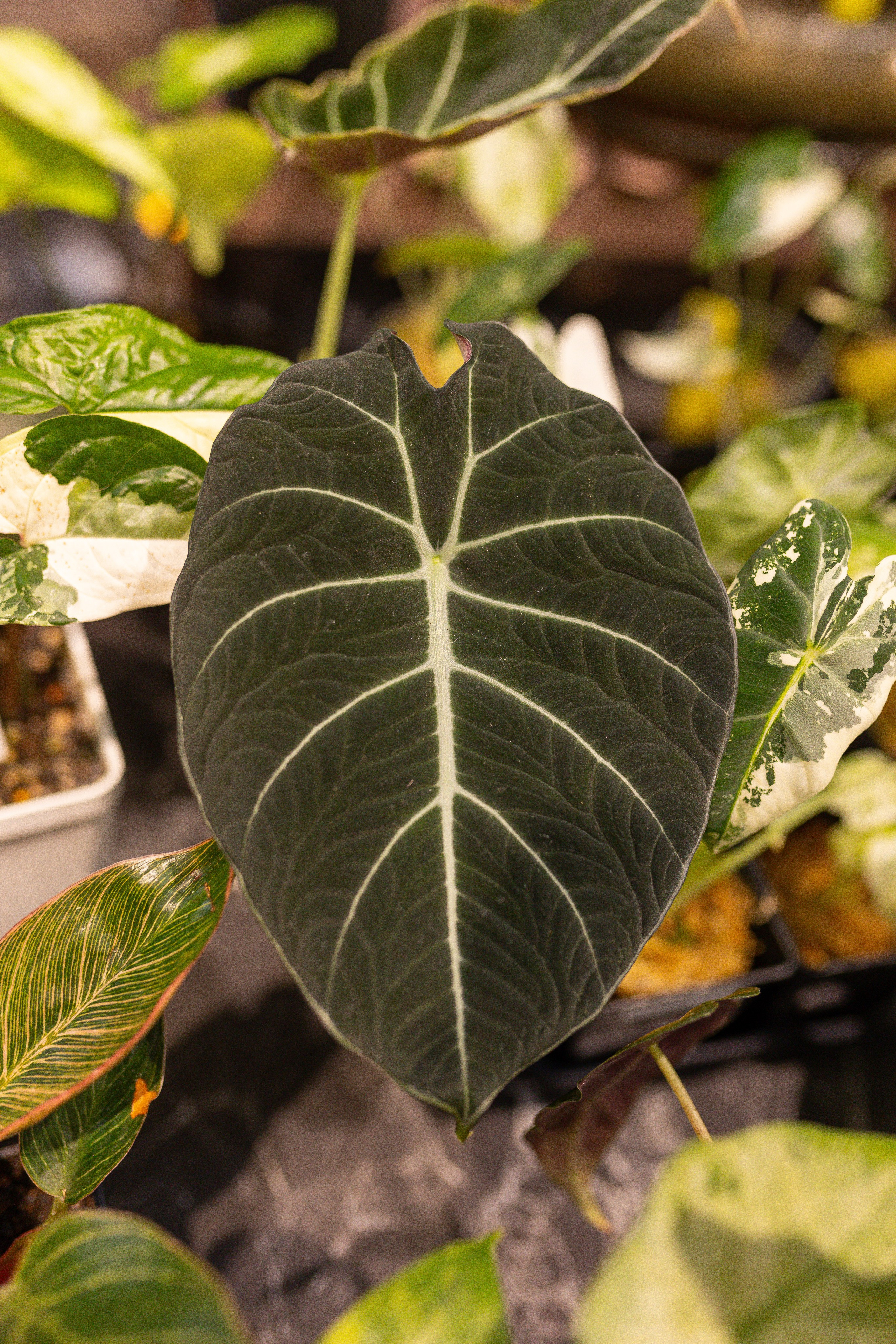 Ярмарка Green Rare 20.09.25. Александра Куликова фотограф, Москва