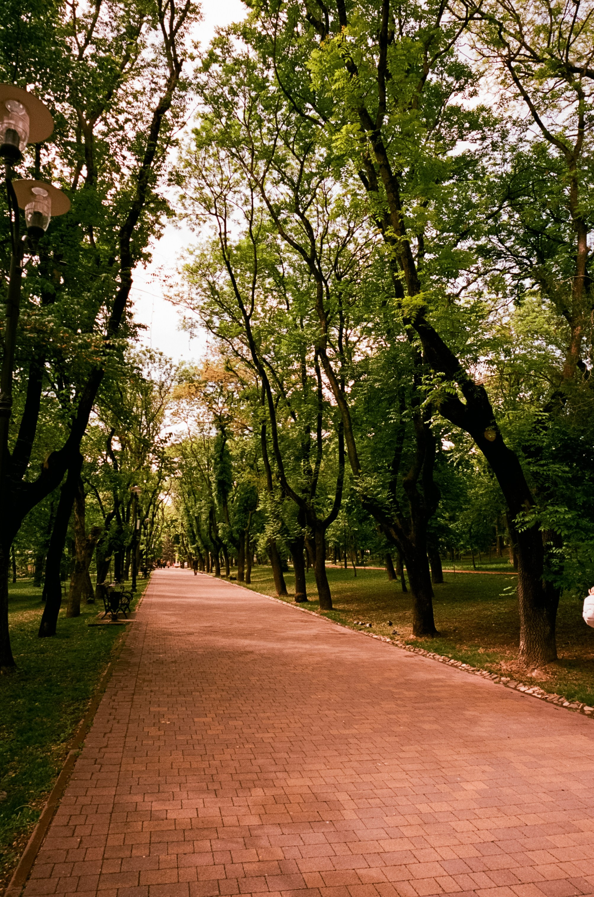 6 мая Парк Ессентуки / Voigtlander BESSA-T / Kodak Aerocolor IV