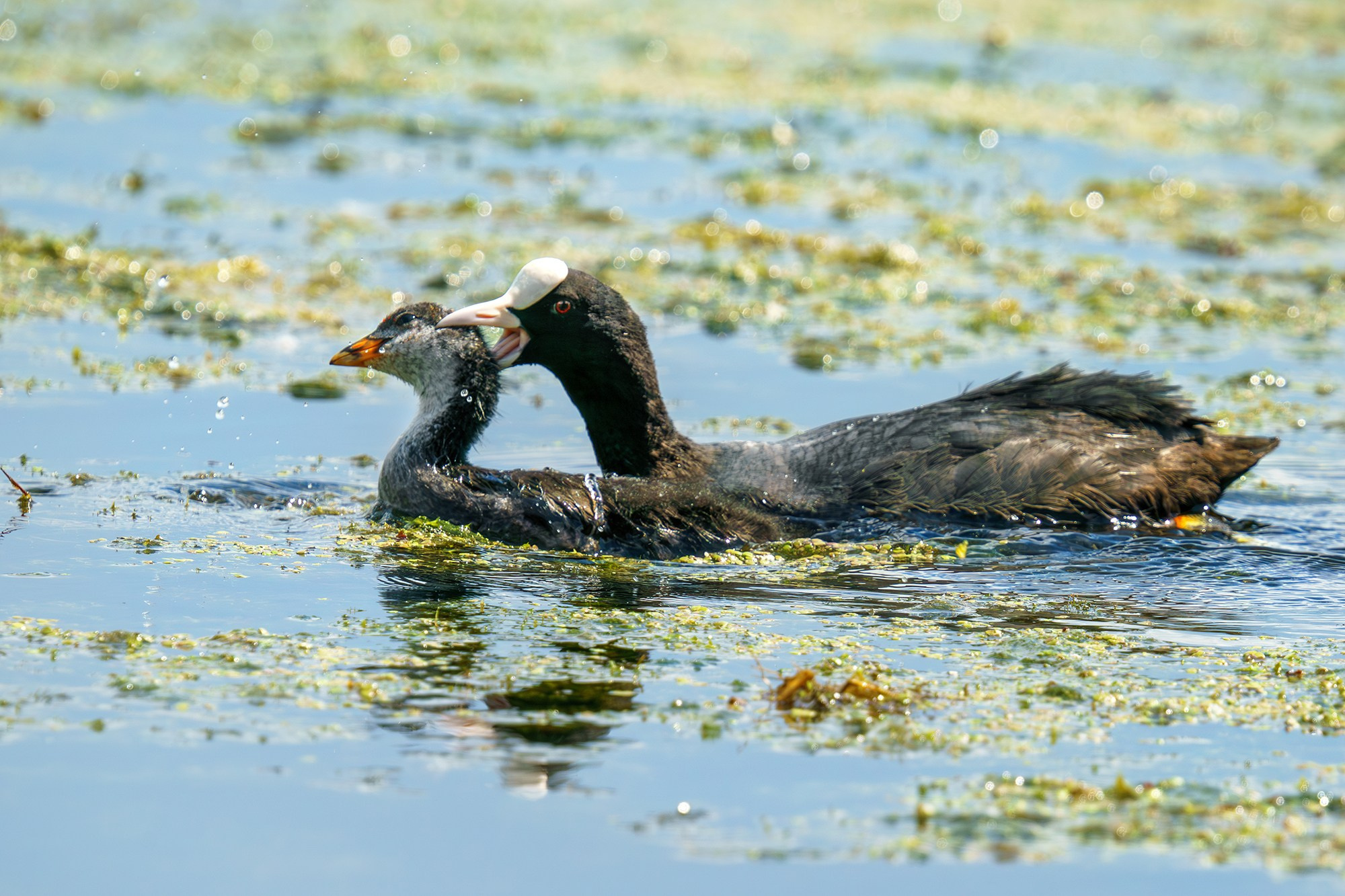 Удивительные мир птиц. Вокруг нас столько прекрасного — присмотритесь!. Ваш личный фотограф Марина Волкова