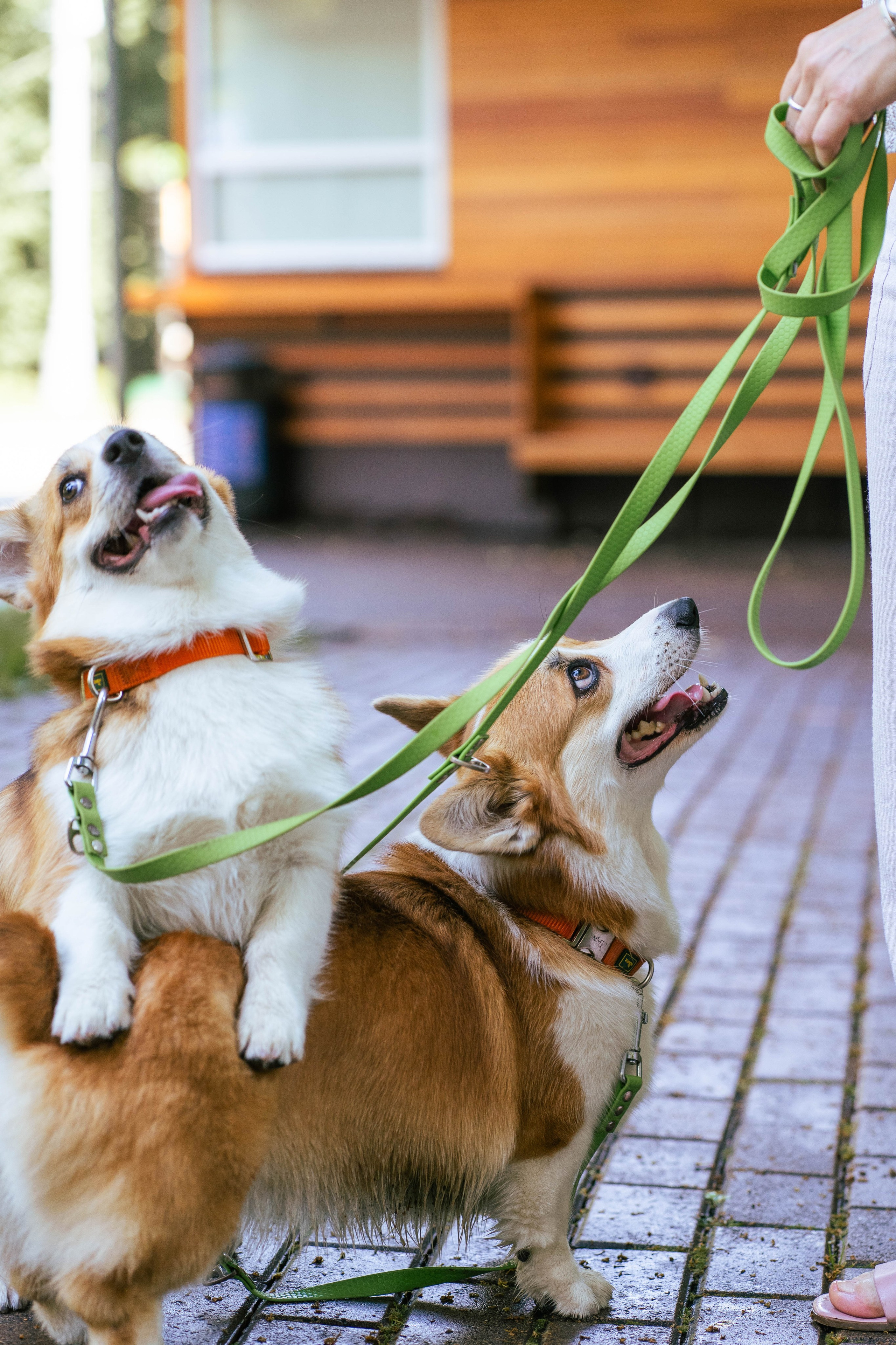 Ольга и коржики. Свадебный фотограф в Москве Анна Полушина