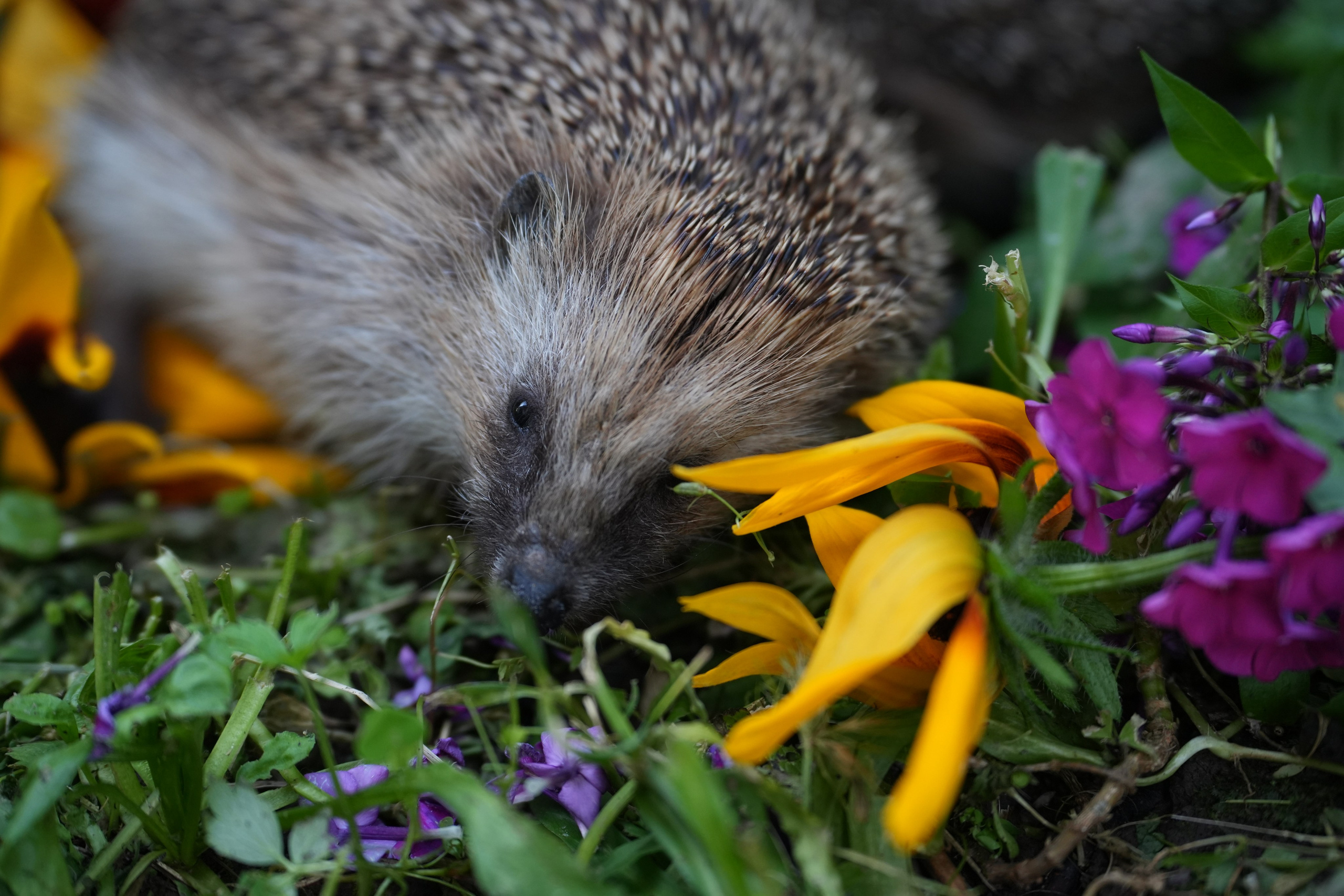 Анимализм. Портретный фотограф Олеся Владимирова в Москве