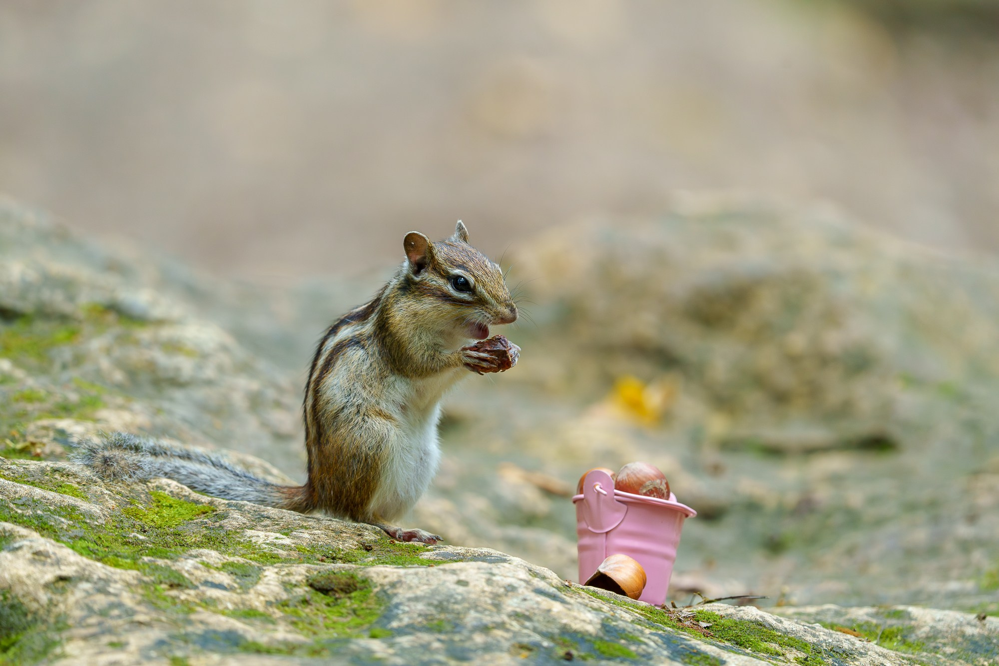 Животные. Ваш личный фотограф Марина Волкова