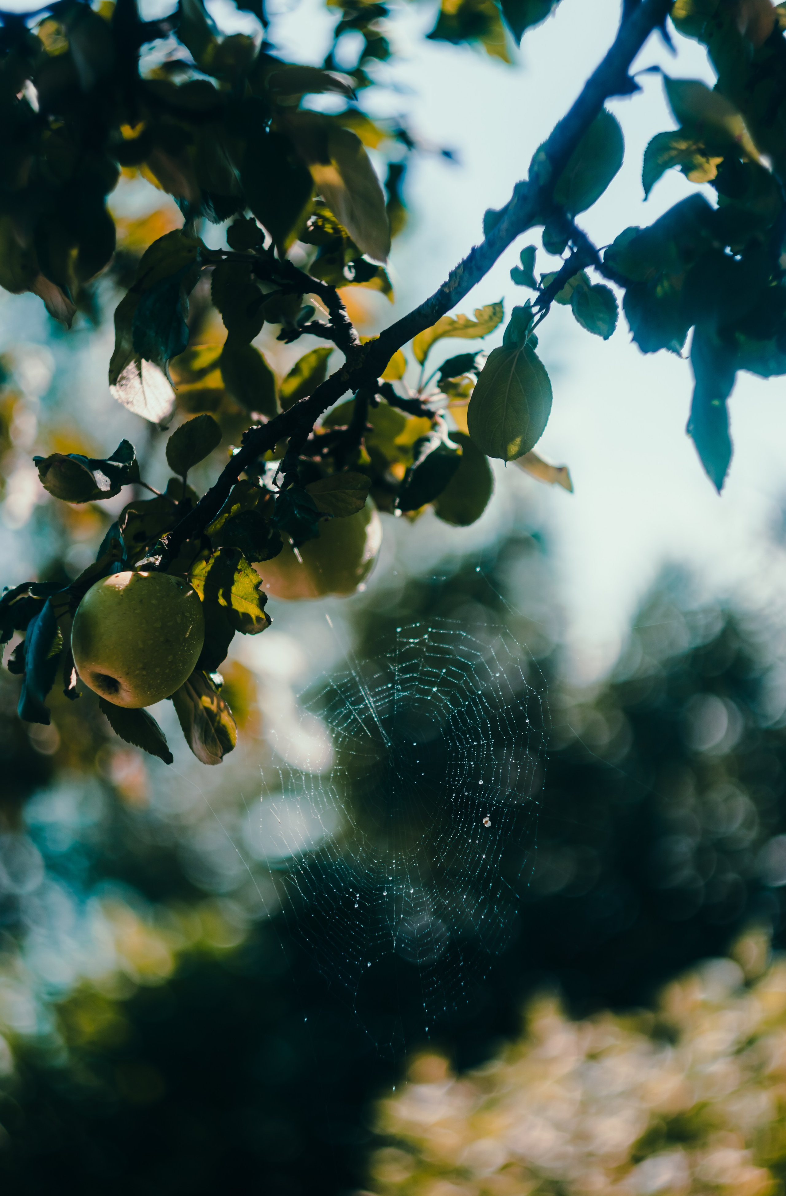 Wallpapers. Фотограф Казань