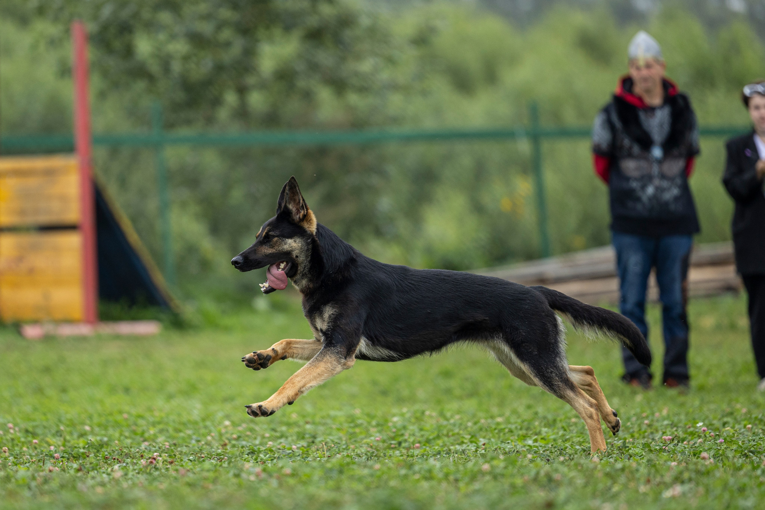 Соревнования по Мондьорингу г. Вологда 10-11.08.2024. Фотограф-анималист Анна Маринич