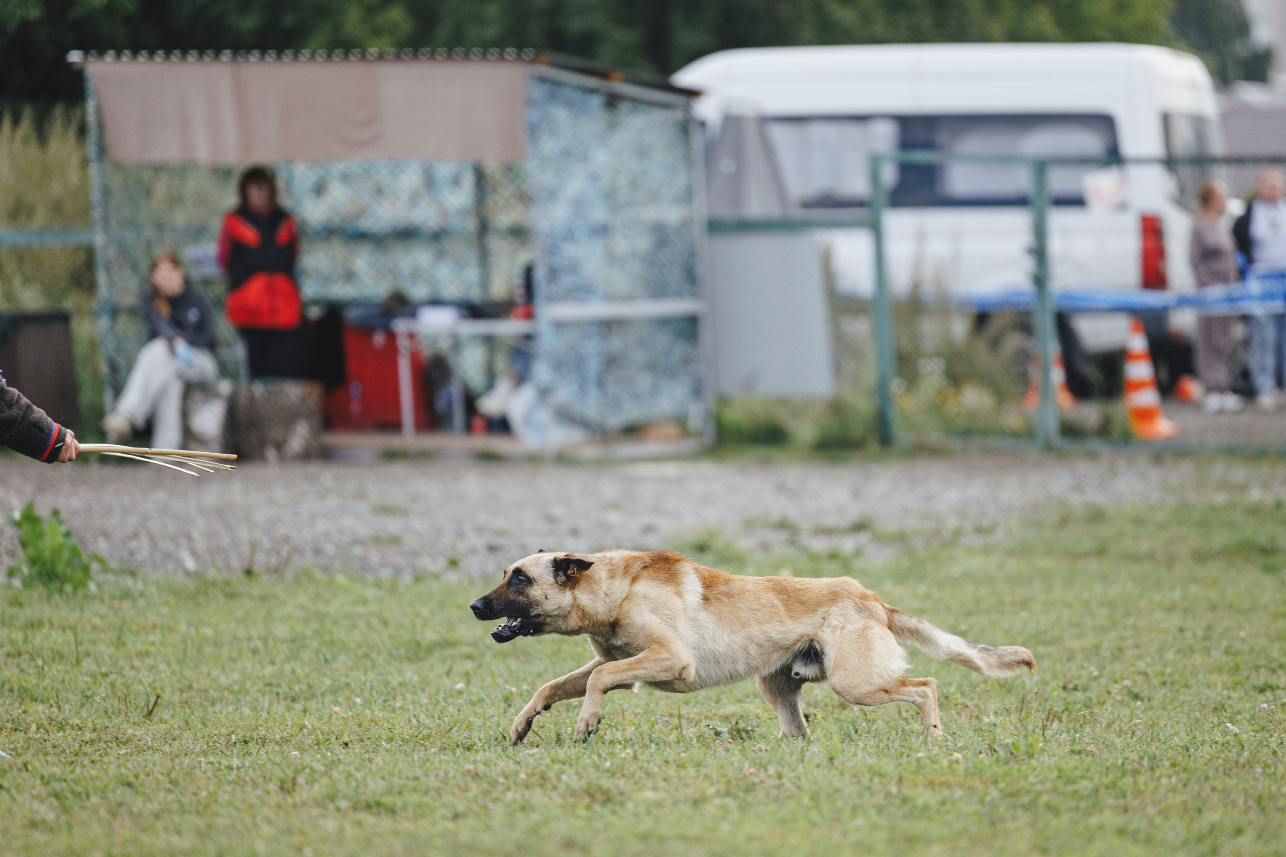 08.08.25-10.08.25 ЧР по мондьорингу г. Вологда. Фотограф-анималист Анна Маринич