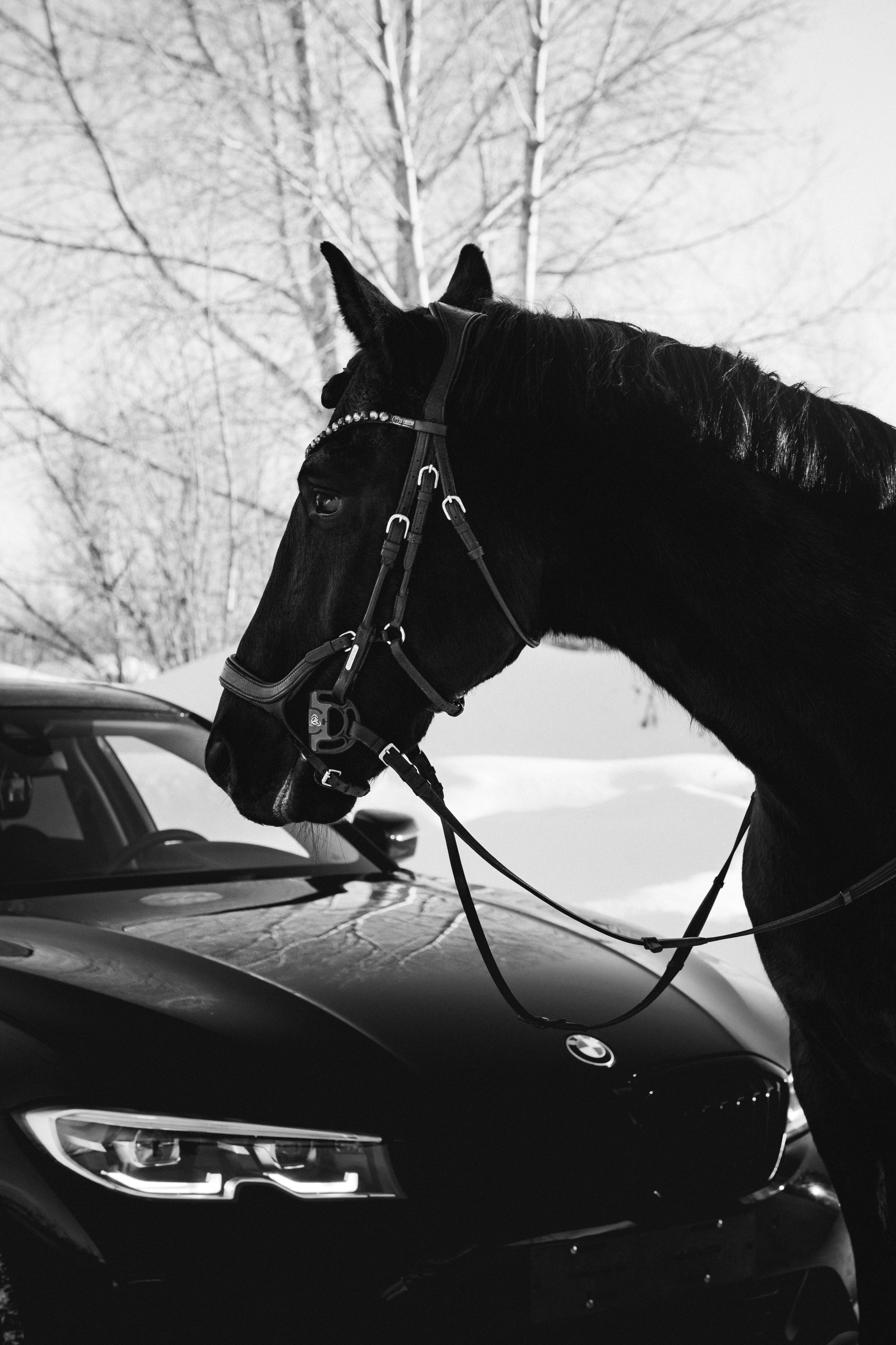 BMW G20 with horse. Автомобильный фотограф и видеограф в Новосибирске|Александра Косухина
