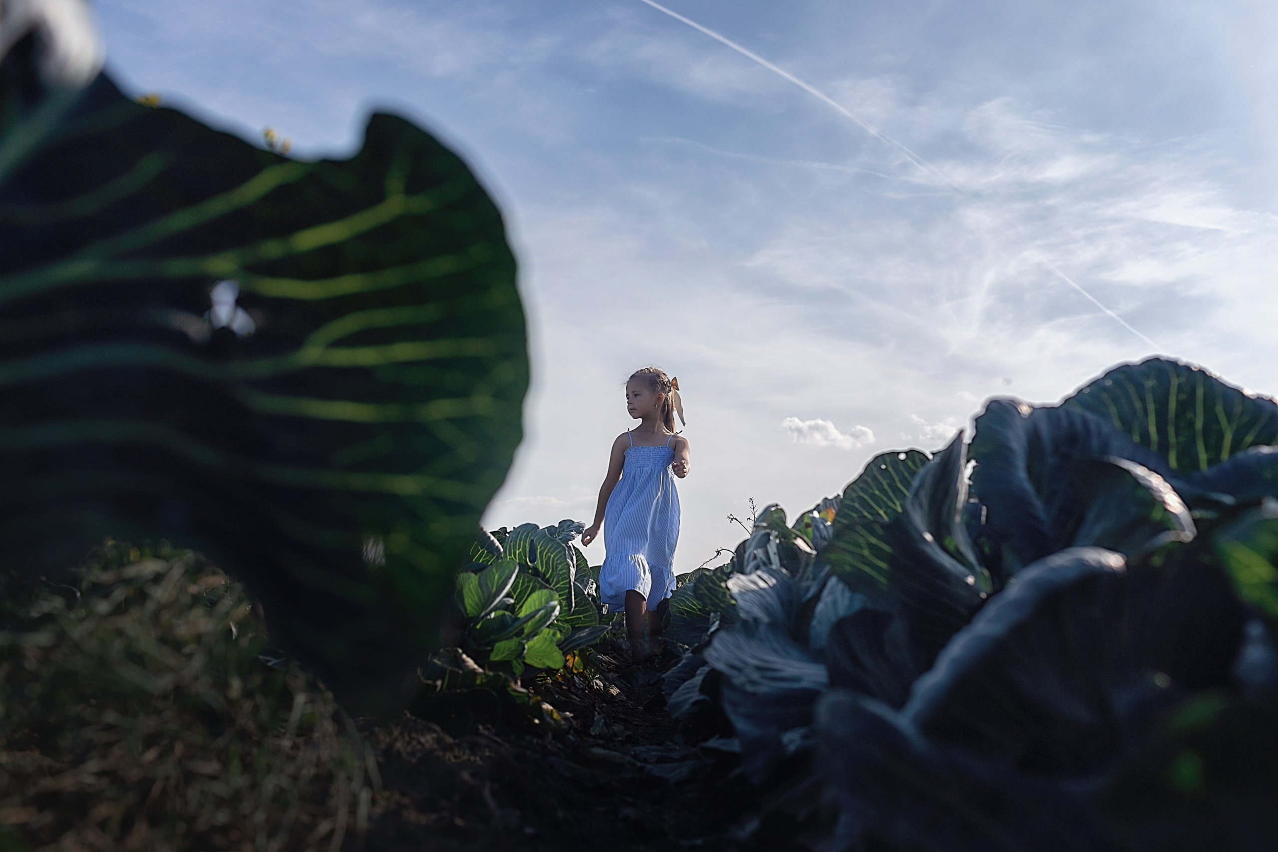Капустное поле_Ленинградская область. Семейный фотограф в Санкт-Петербурге