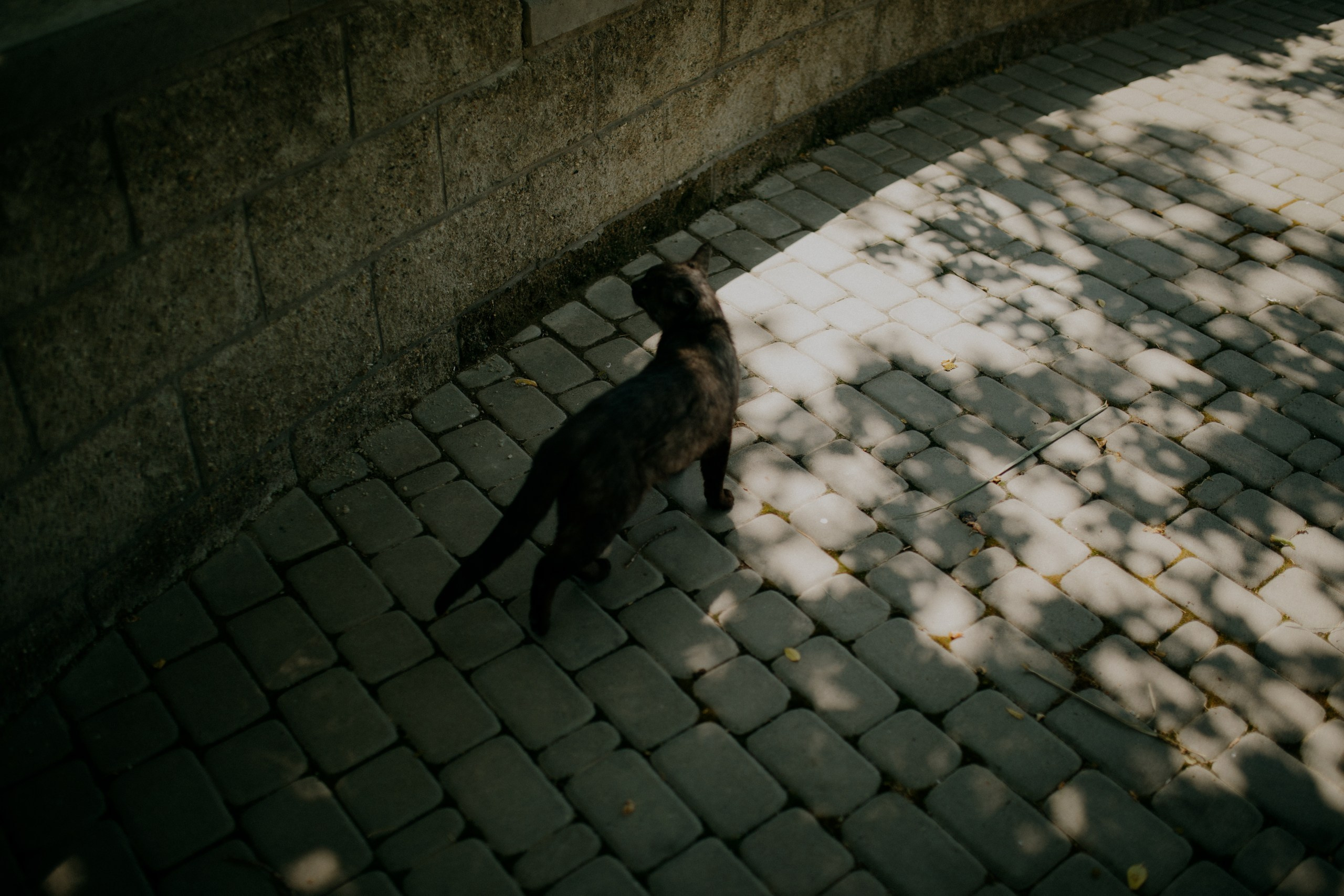 Артём & Вика. Семейный и свадебный фотограф в Краснодар|Сочи|Москва| Исаева Валерия