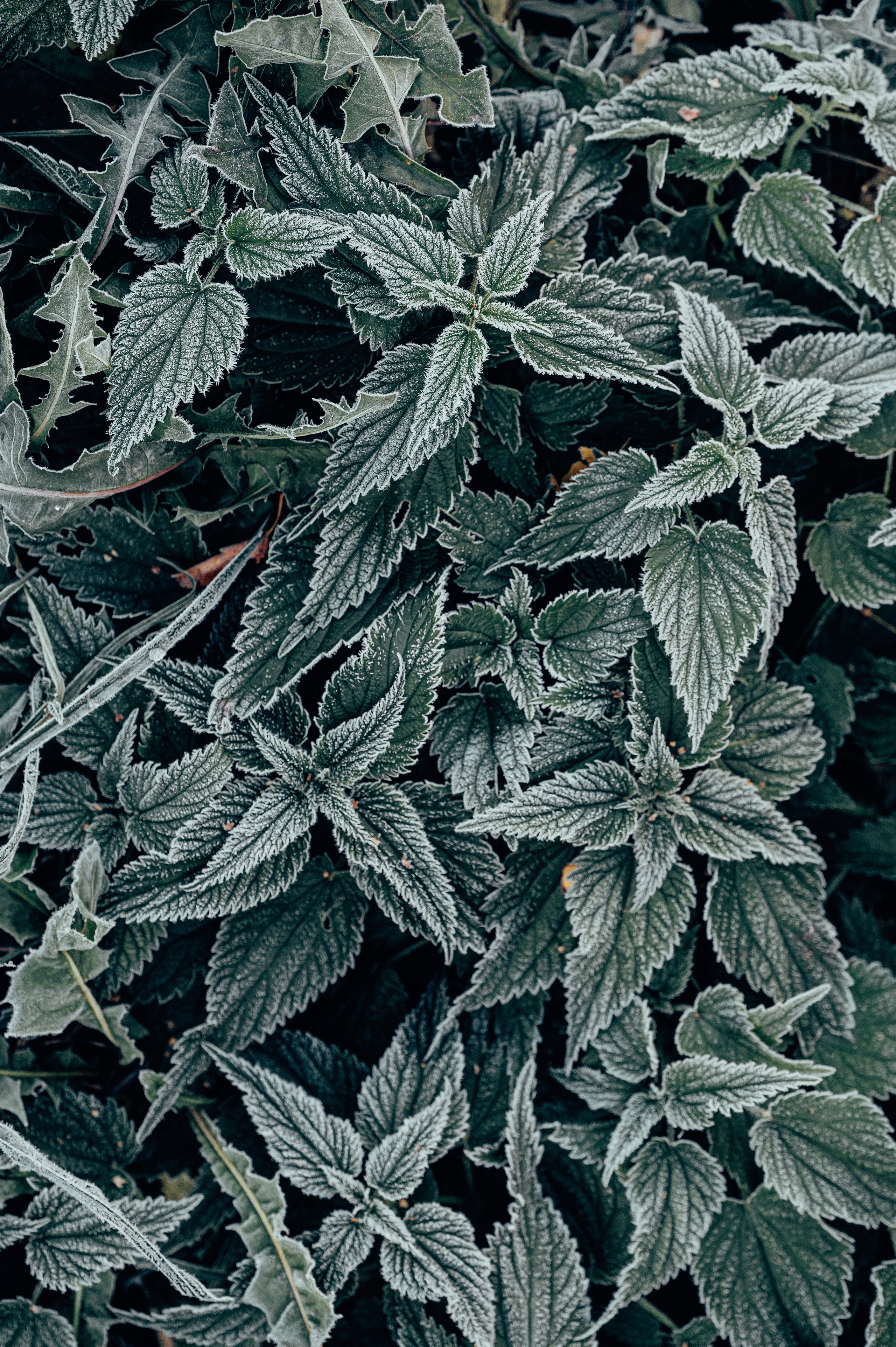 Природа. Максим Егоров, г. Ижевск. Репортажная, предметная съёмка и фуд-фотография