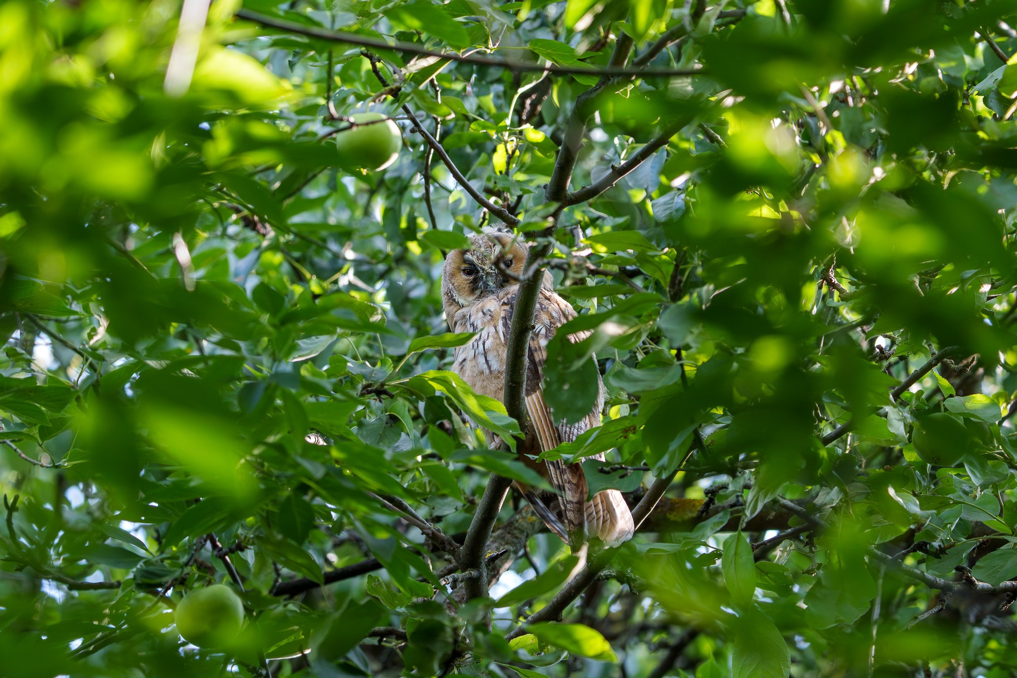 Удивительные мир птиц. Вокруг нас столько прекрасного — присмотритесь!. Ваш личный фотограф Марина Волкова