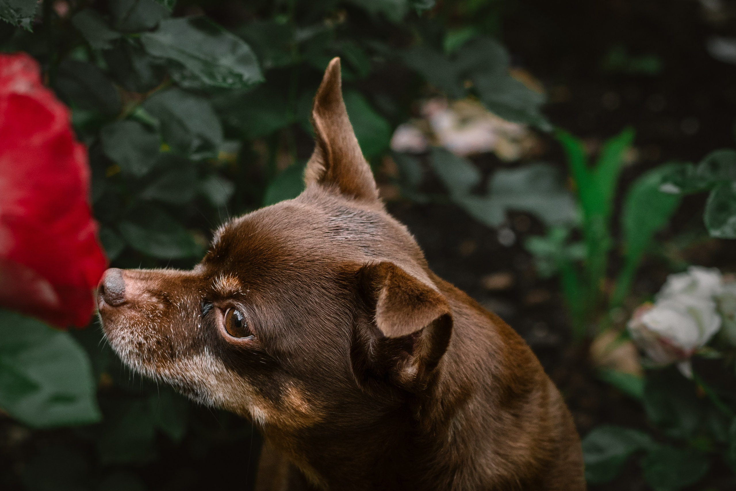 Юля и Леонид. Фотограф-анималист Татьяна Степанова