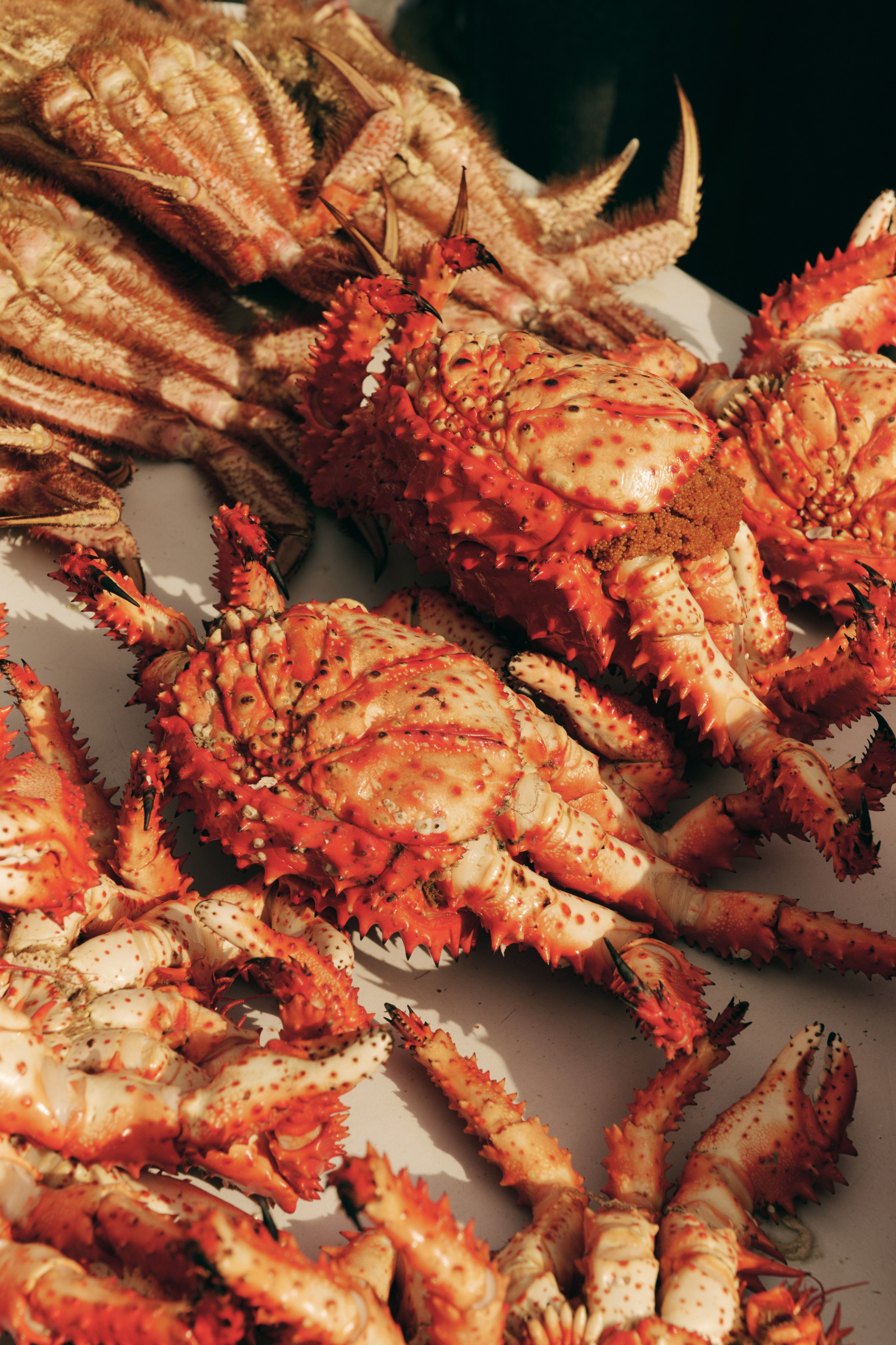 BAON x SAKHALIN. Фотограф Сурков Никита