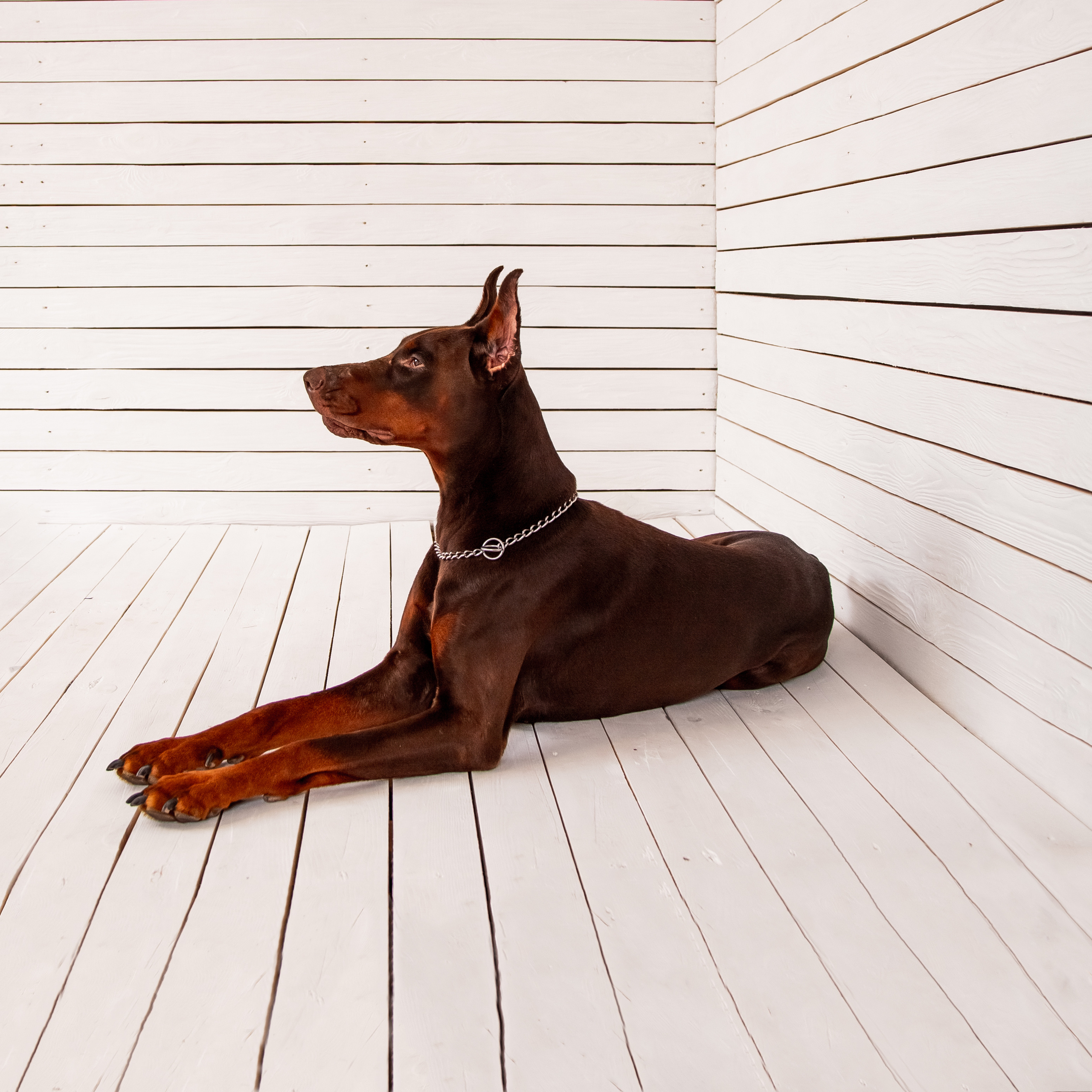 Фотосессия с животными. Фотограф в Барнауле Татьяна Чурикова