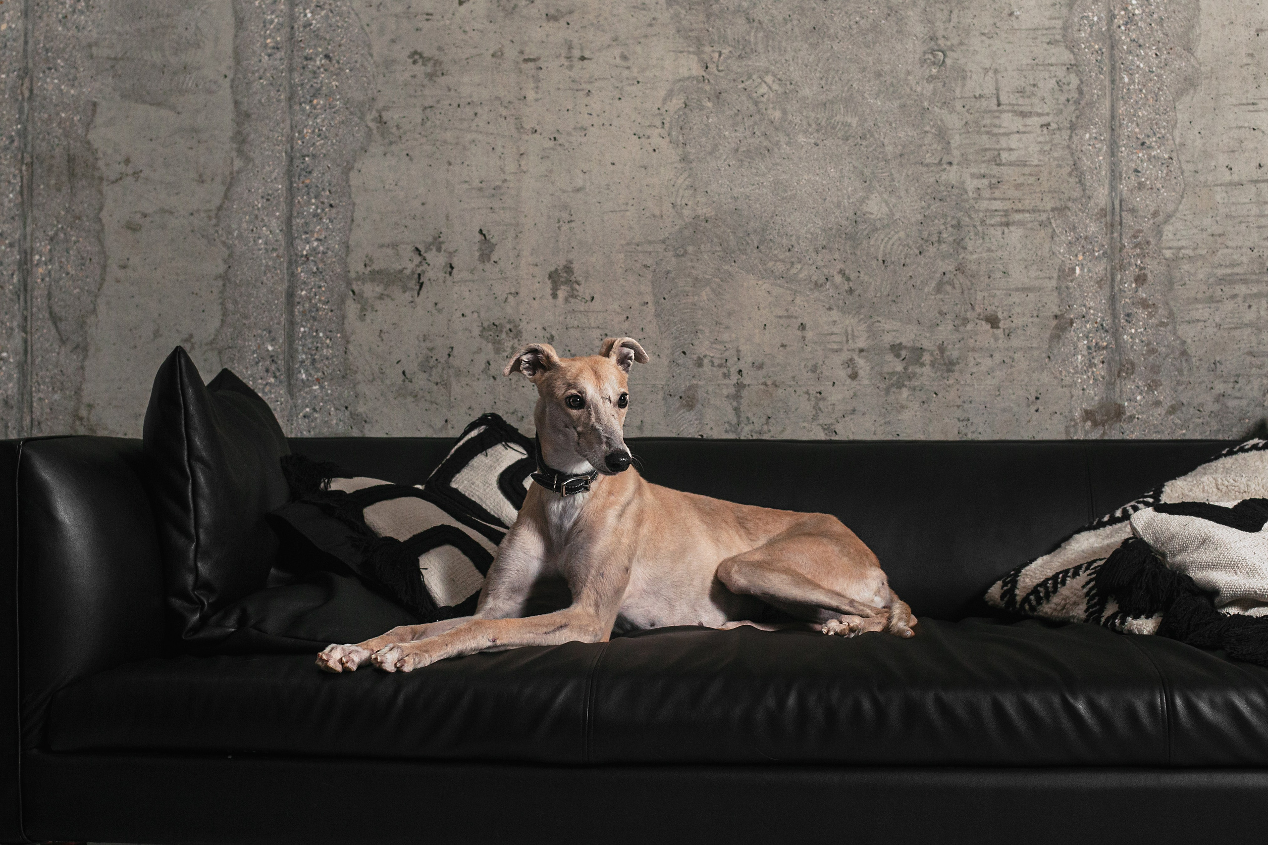 Студийная съемка 2 собак 2024. Фотограф-анималист Татьяна Степанова