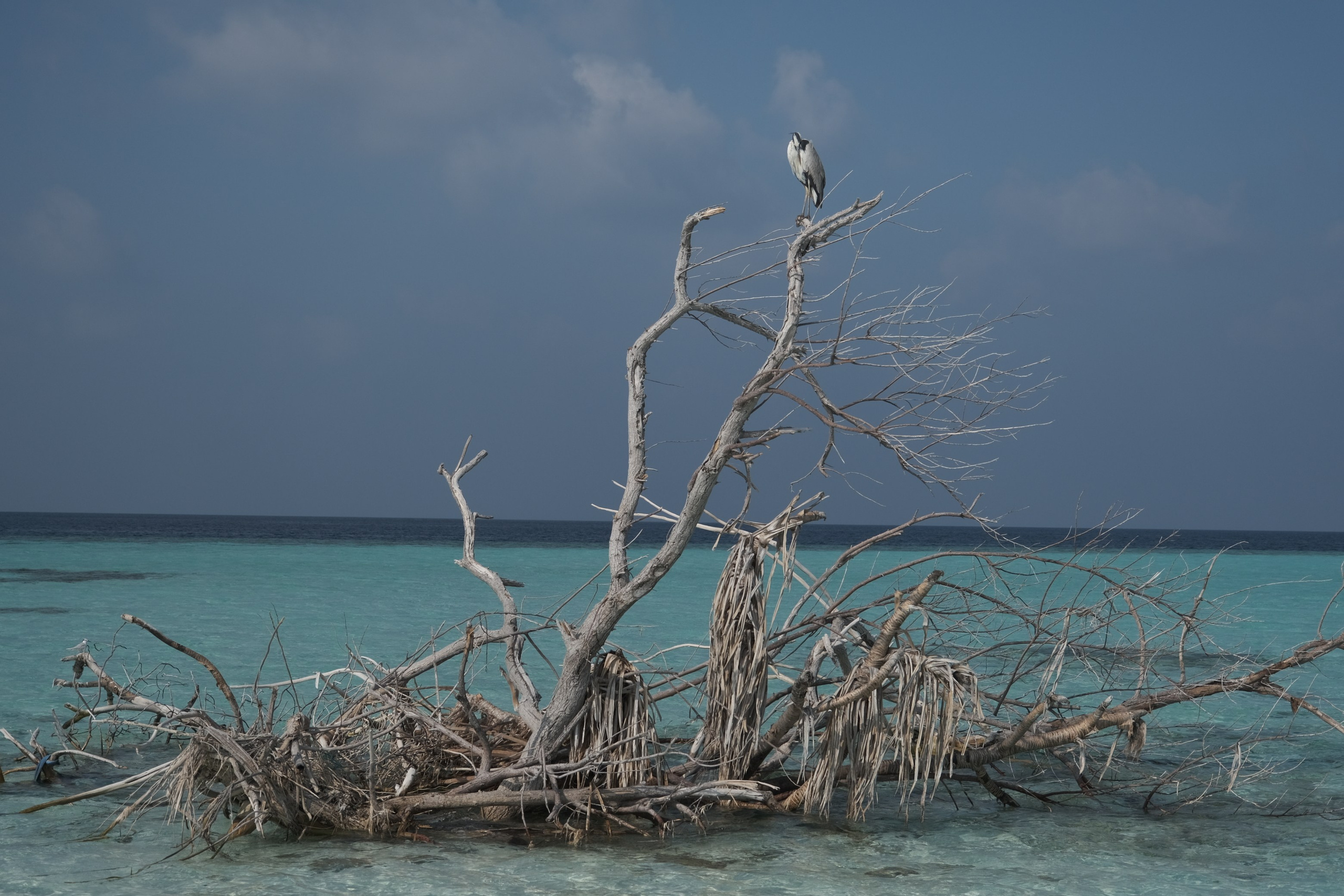 Фотограф Мельник Ирина. Москва
