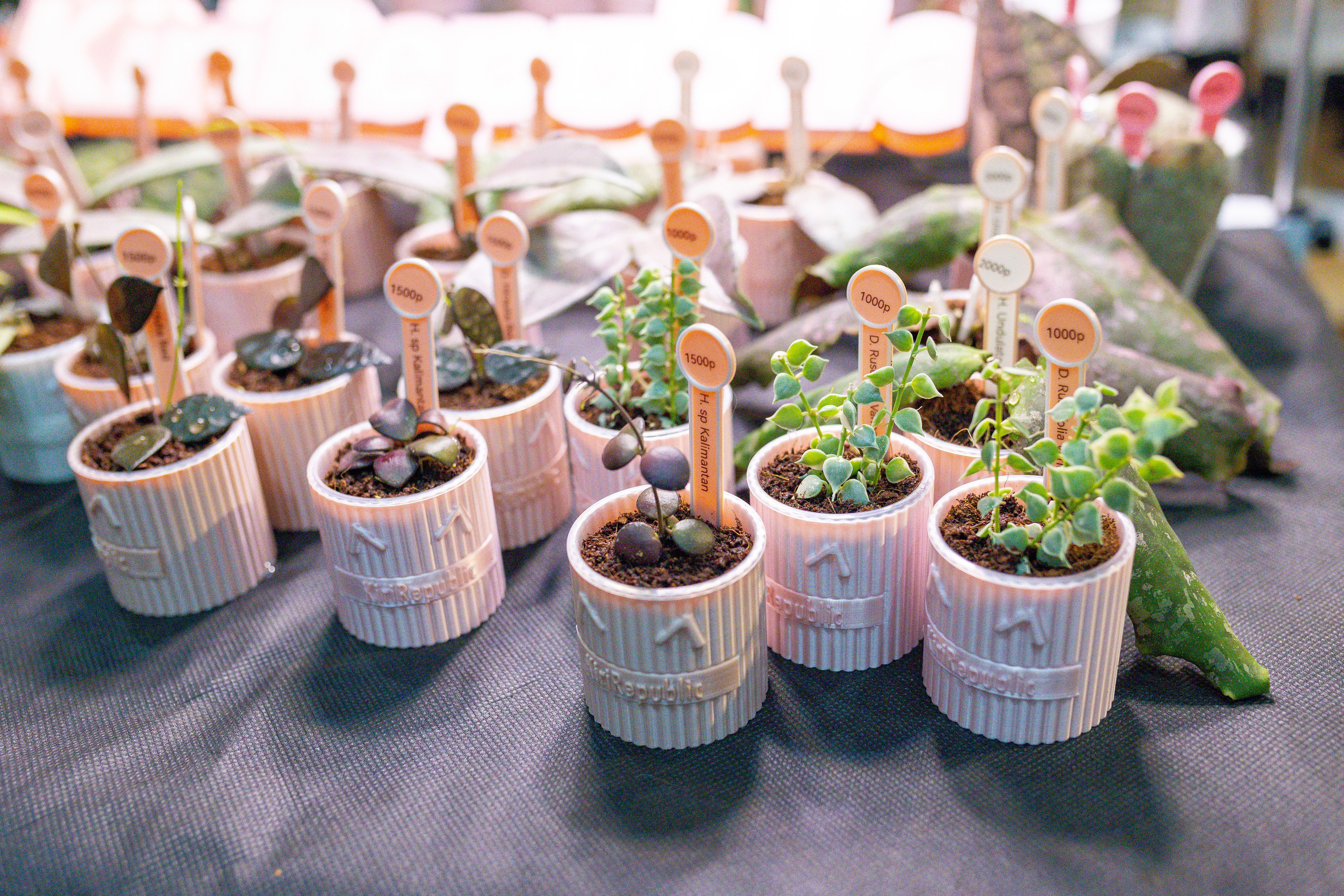 Орхидиум 12.2025. Александра Куликова фотограф, Москва