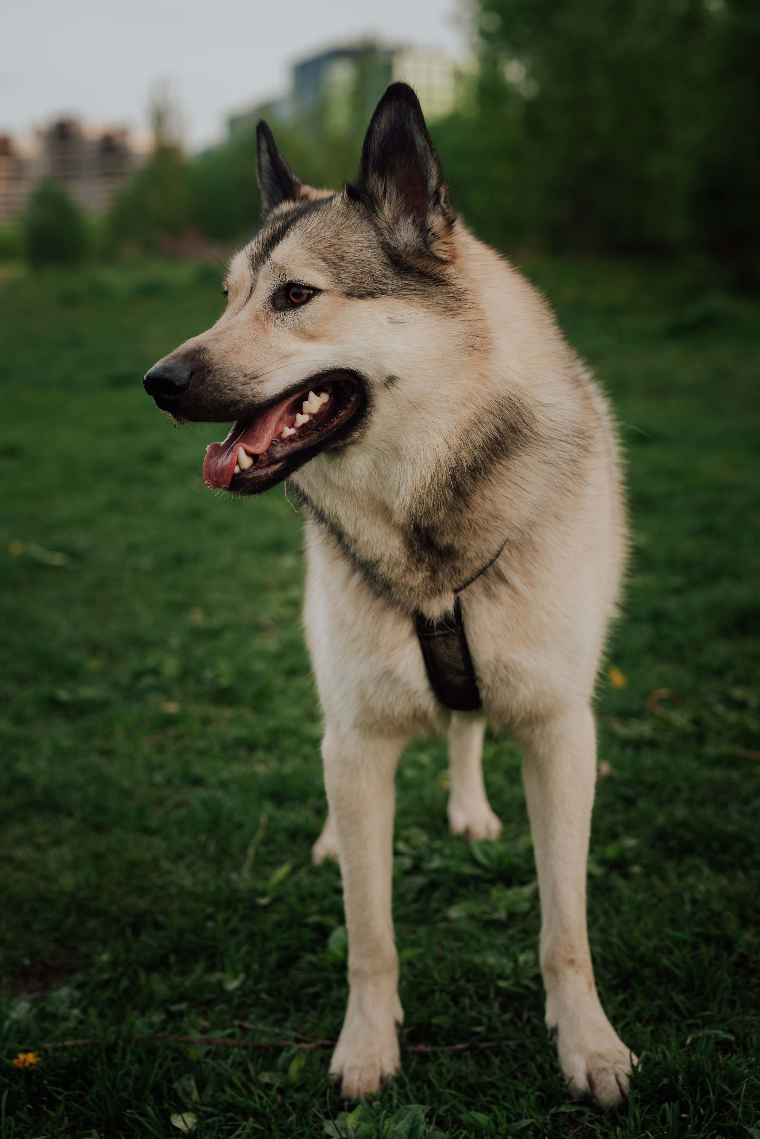 Фотовыходные с питомцами Мурино. Фотограф в Санкт-Петербурге и Ленинградской области