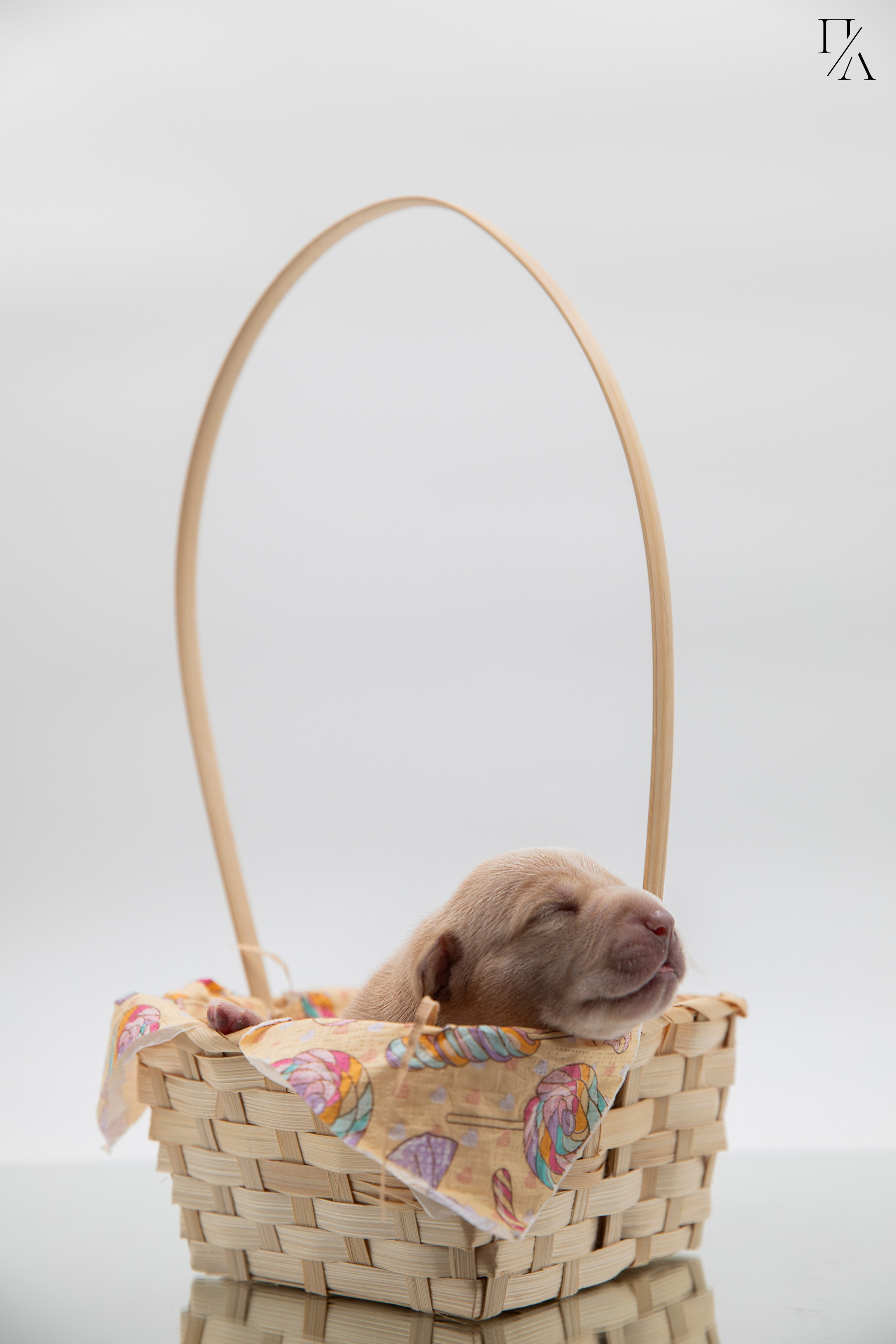 Фотосъёмки щенков. Фотограф-анималист Павлова Любовь