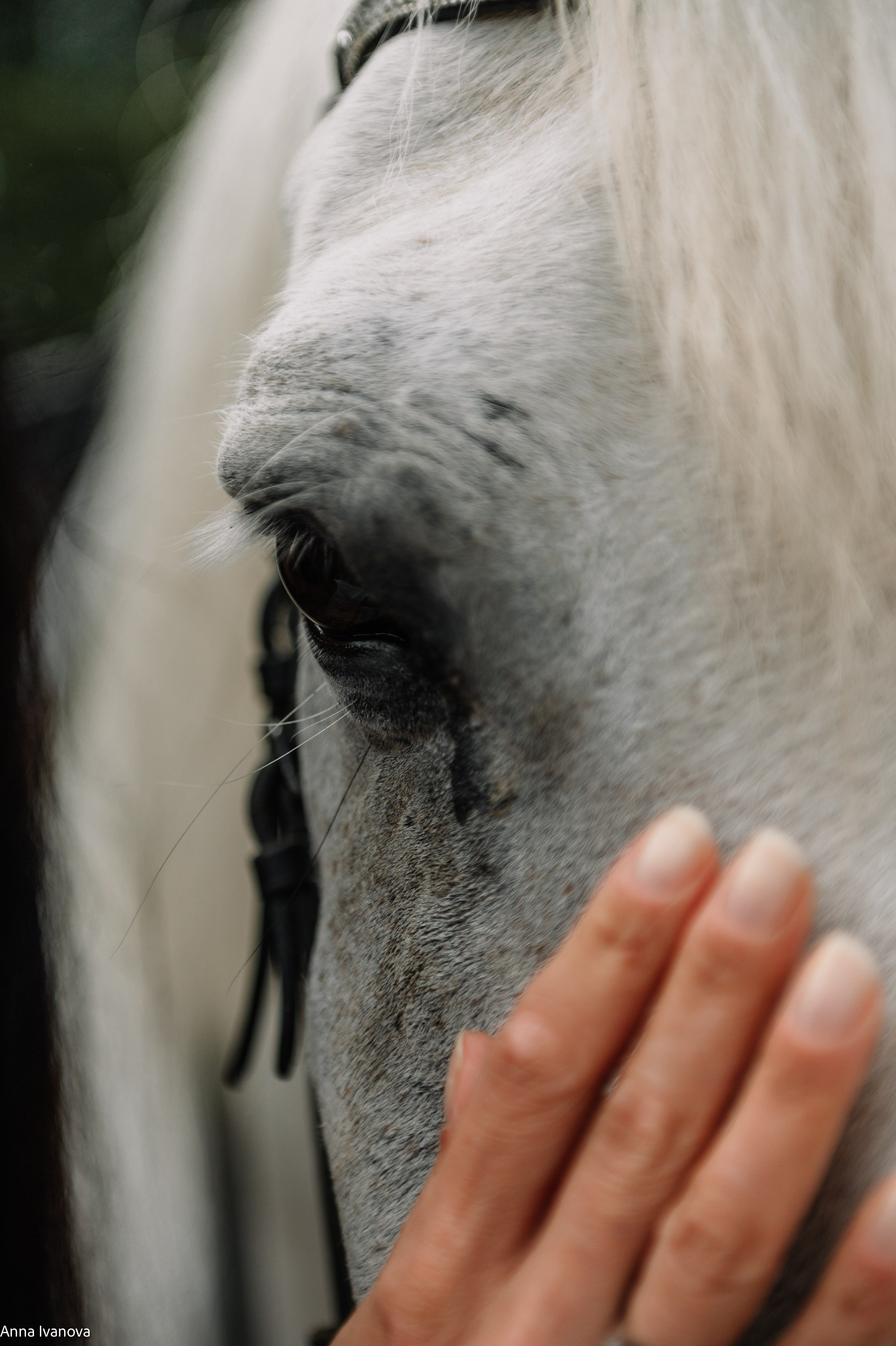 Свадебная фотосессия. Анна Иванова Свадебный Фотограф Чебоксары