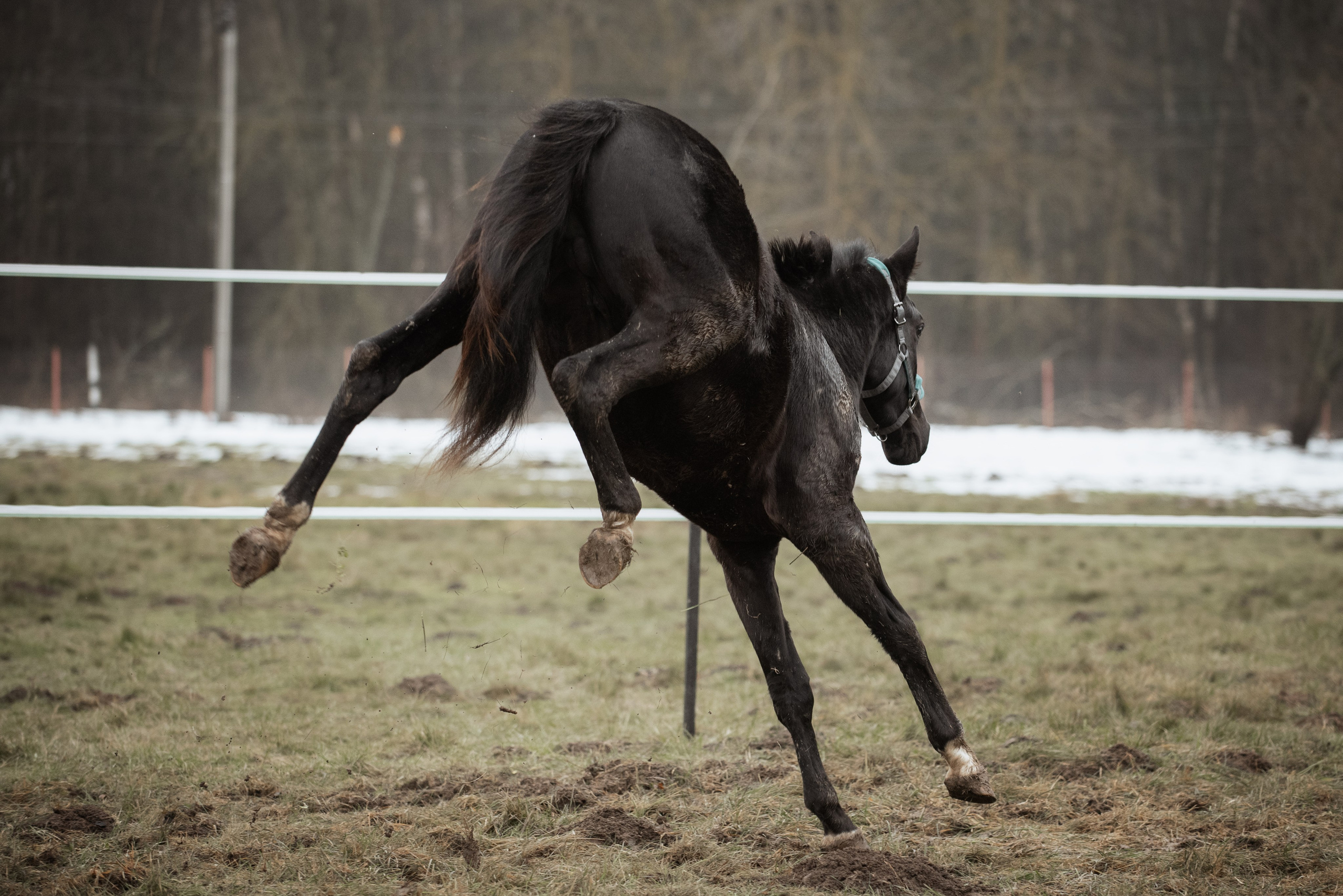 Мелкаши ЮНА. Куракина Дарья • Конный фотограф