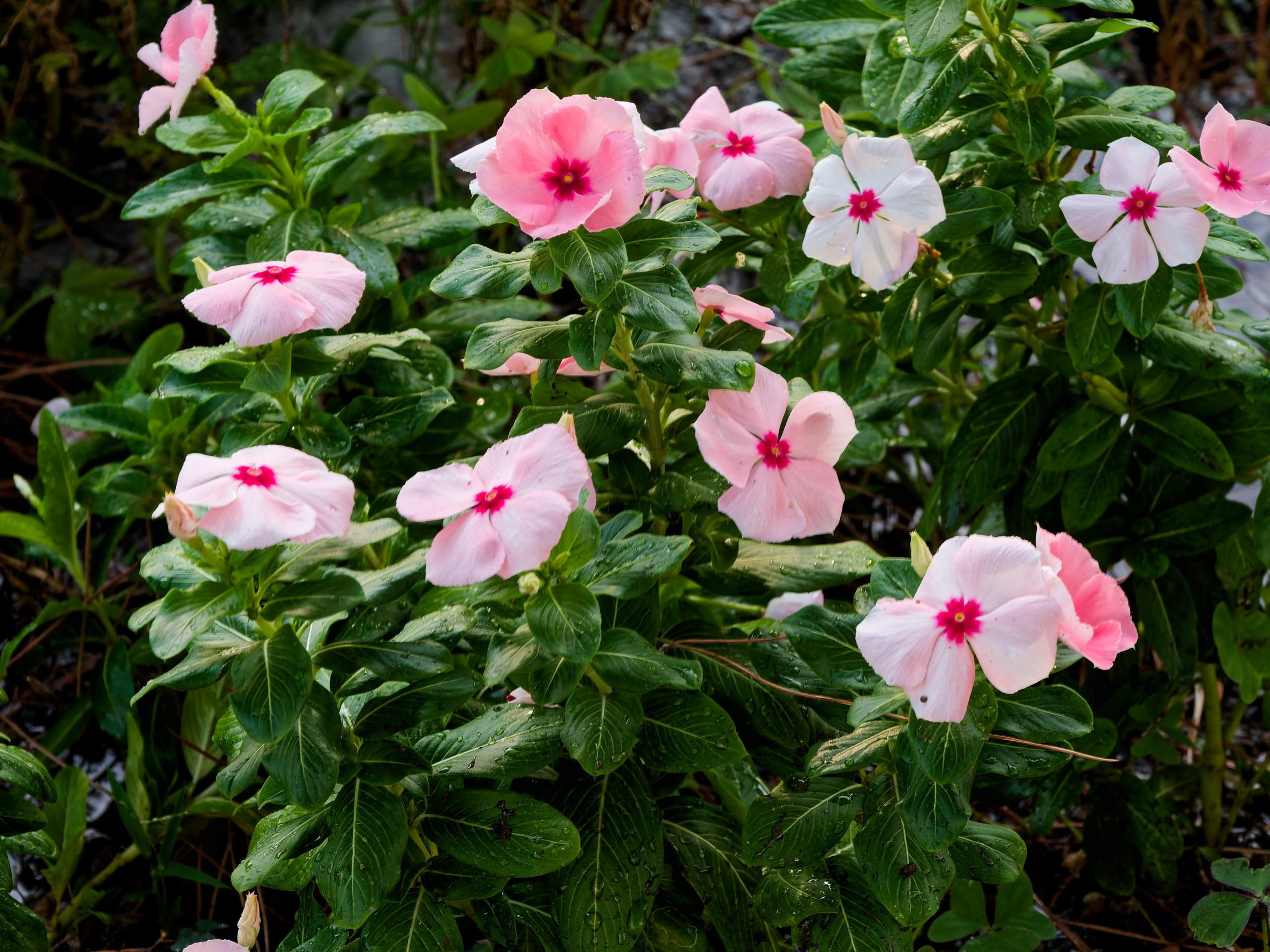 Алания 2025, порт и парк. Избранные фотографии