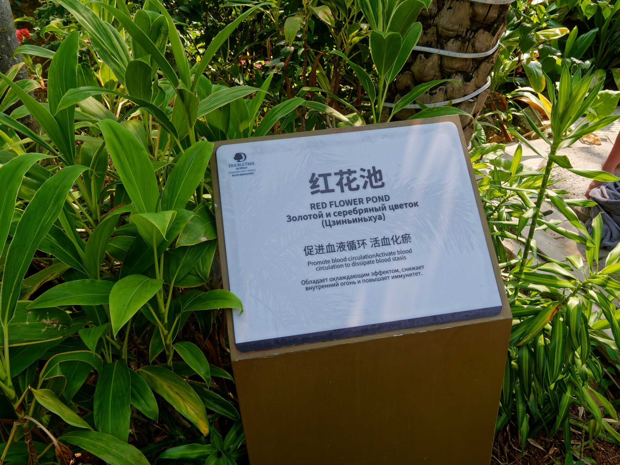 Хайнань 2026, Горячий источник DoubleTree by Hilton Lingshui. Фотопрогулки по Миру