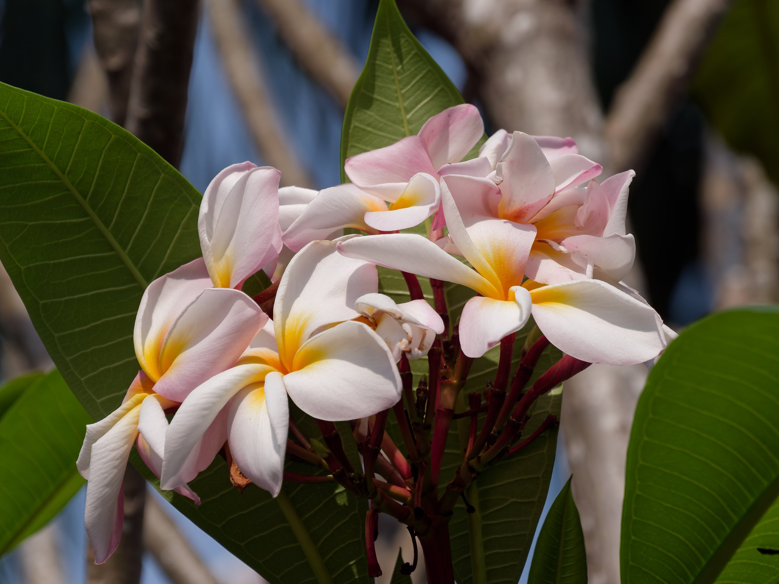 Хайнань 2026, флора, цветы и деревья. Фотопрогулки по Миру