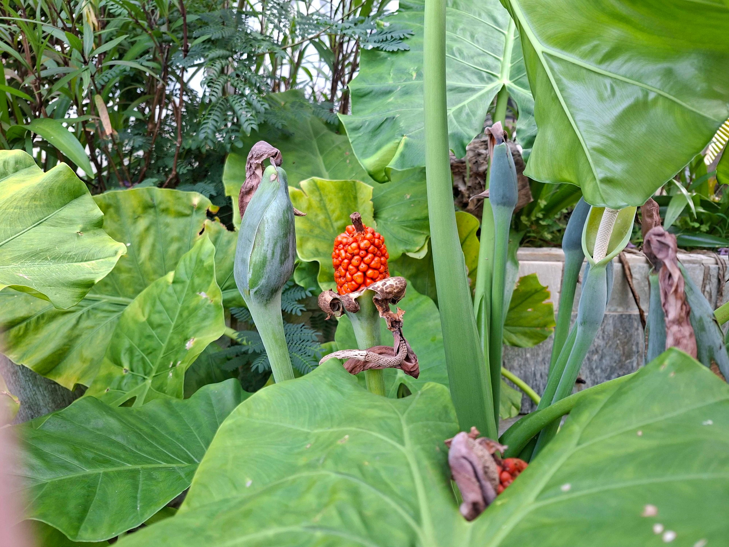 Хайнань 2026, флора, цветы и деревья. Фотопрогулки по Миру