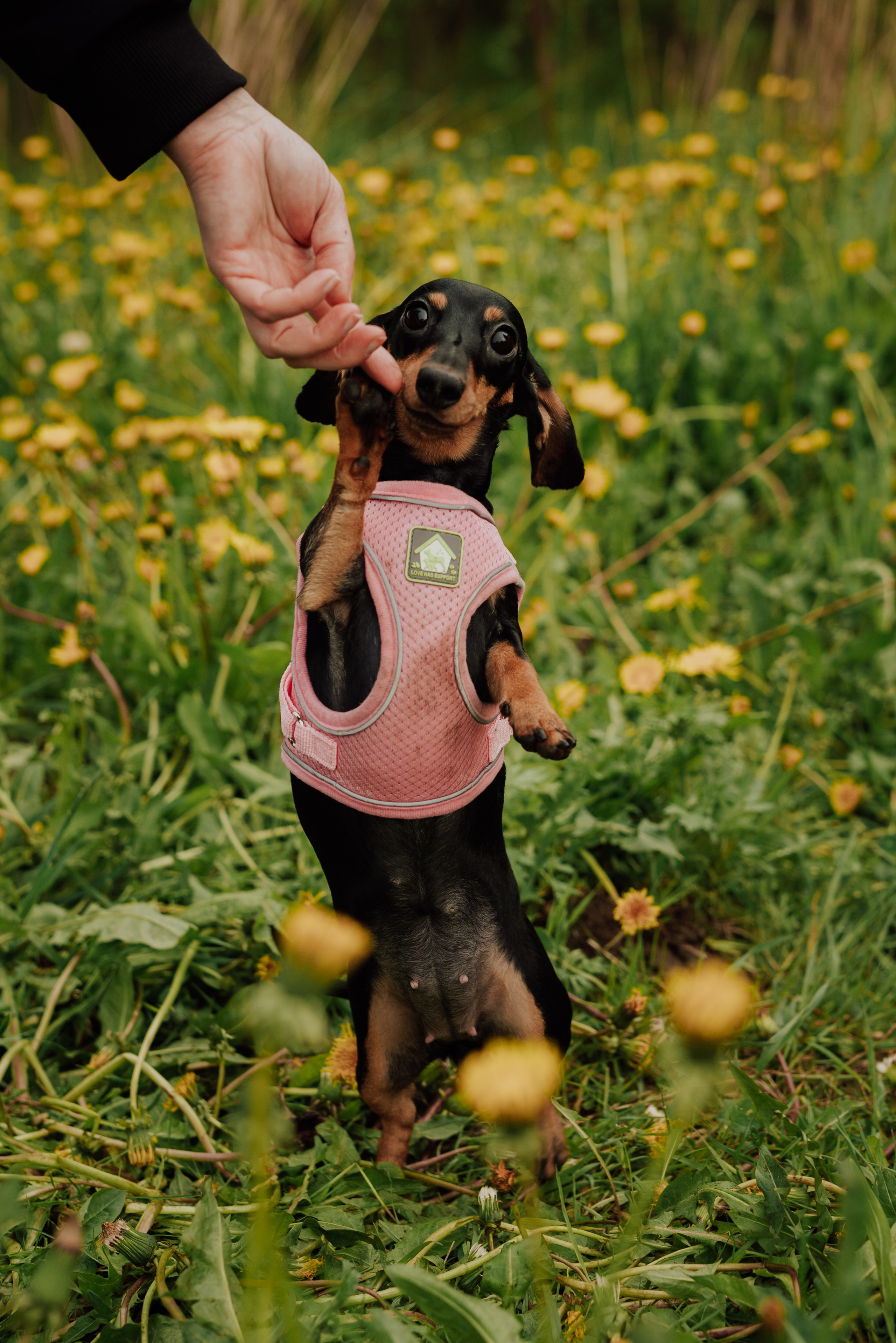 Фотовыходные с питомцами Мурино. Фотограф в Санкт-Петербурге и Ленинградской области