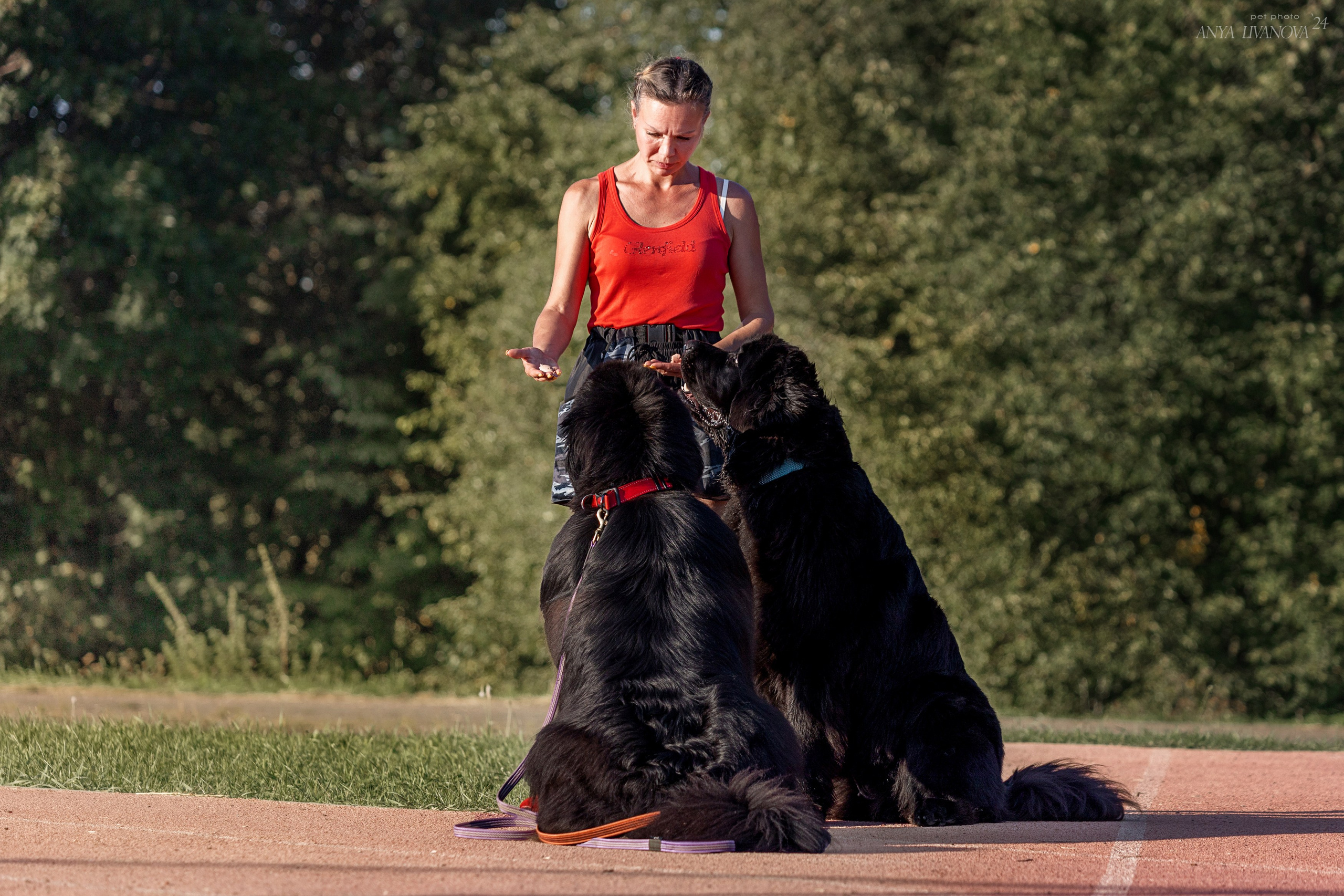 Ралли обидиенс. Фотограф анималист Аня Ливанова | Рыбинск