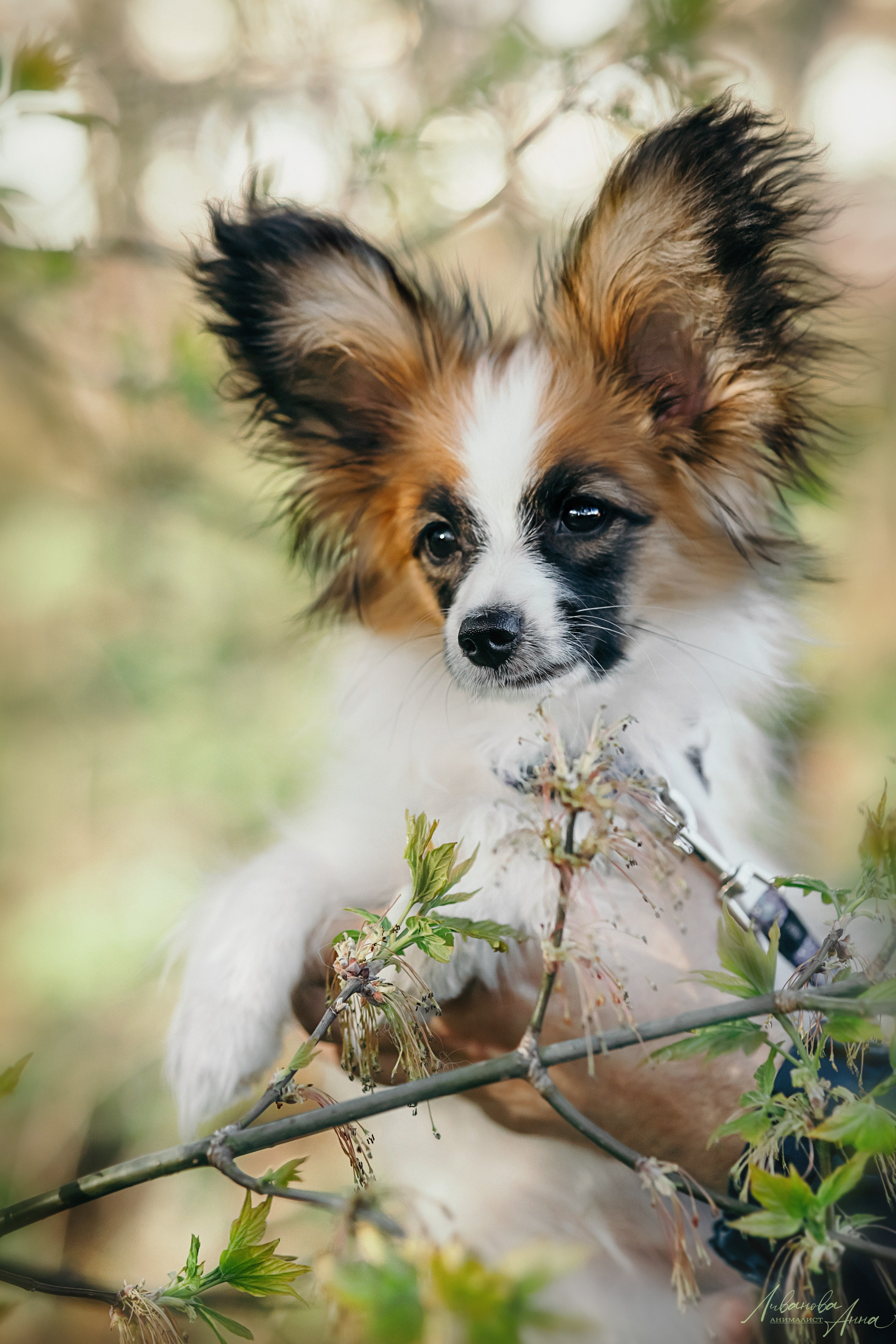 Хьюстон. Фотограф анималист Аня Ливанова | Рыбинск