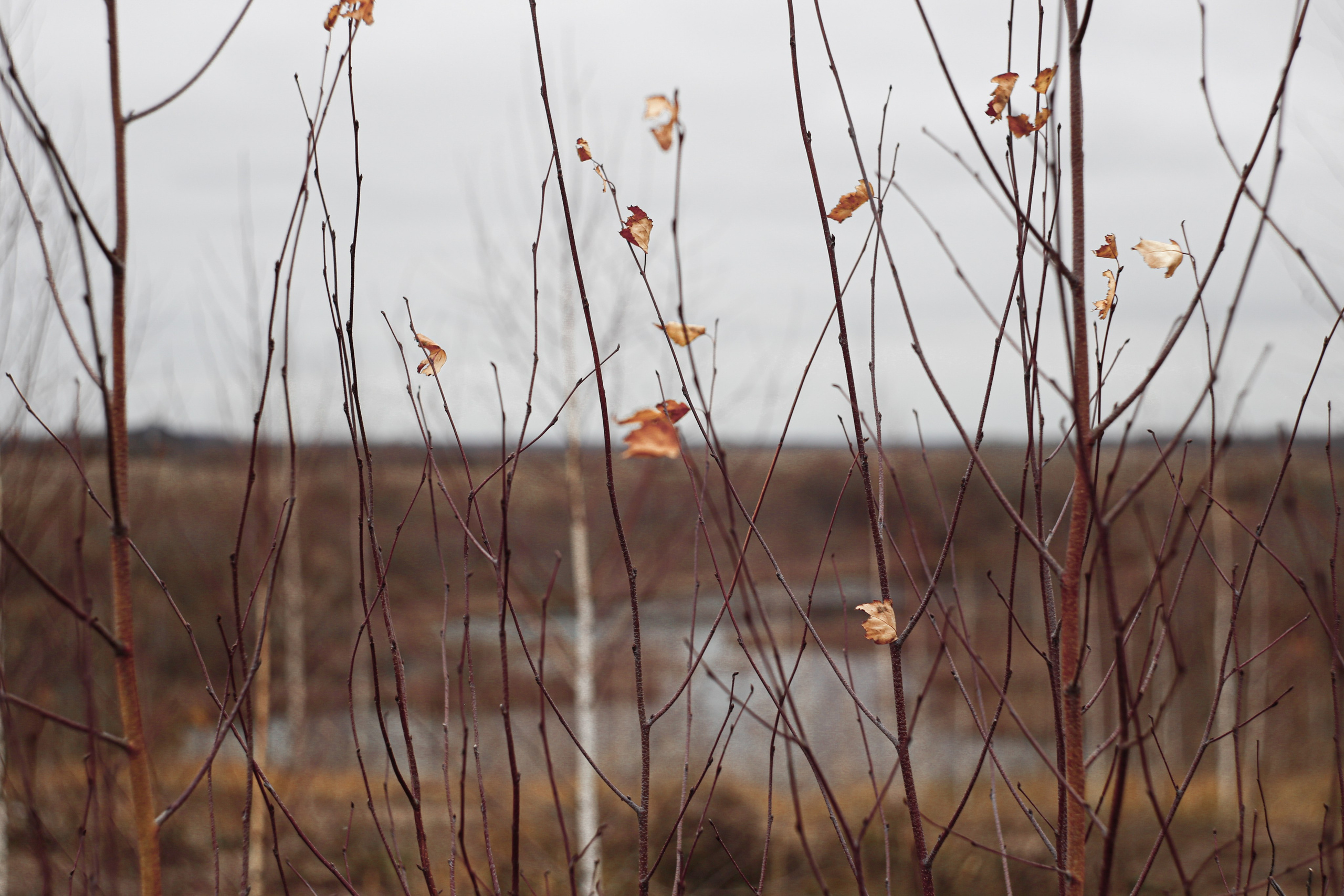 Ноябрь 2022. Efremovaphoto.ru