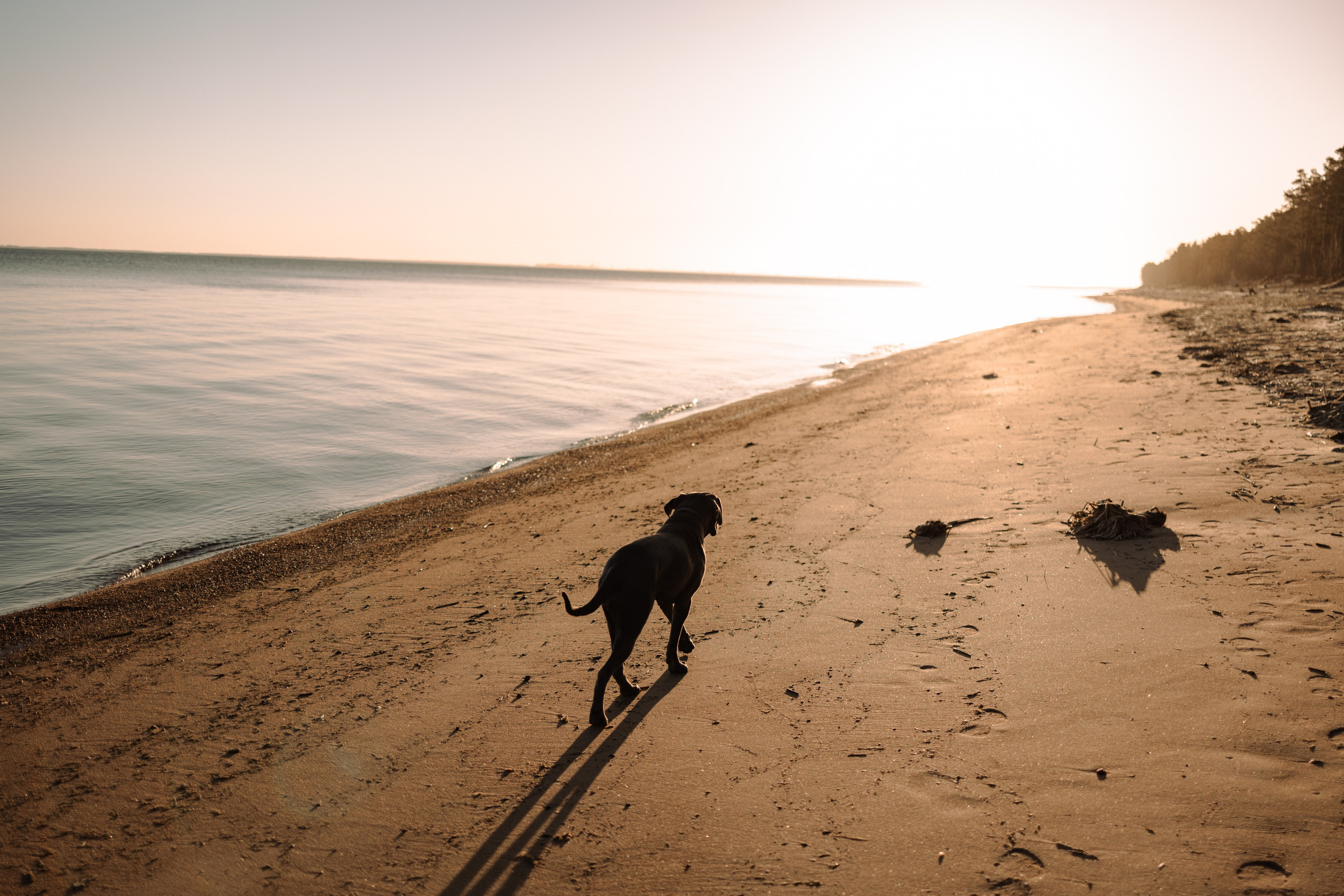 Анна и Лана. Фотограф — Анималист | Санкт-Петербург