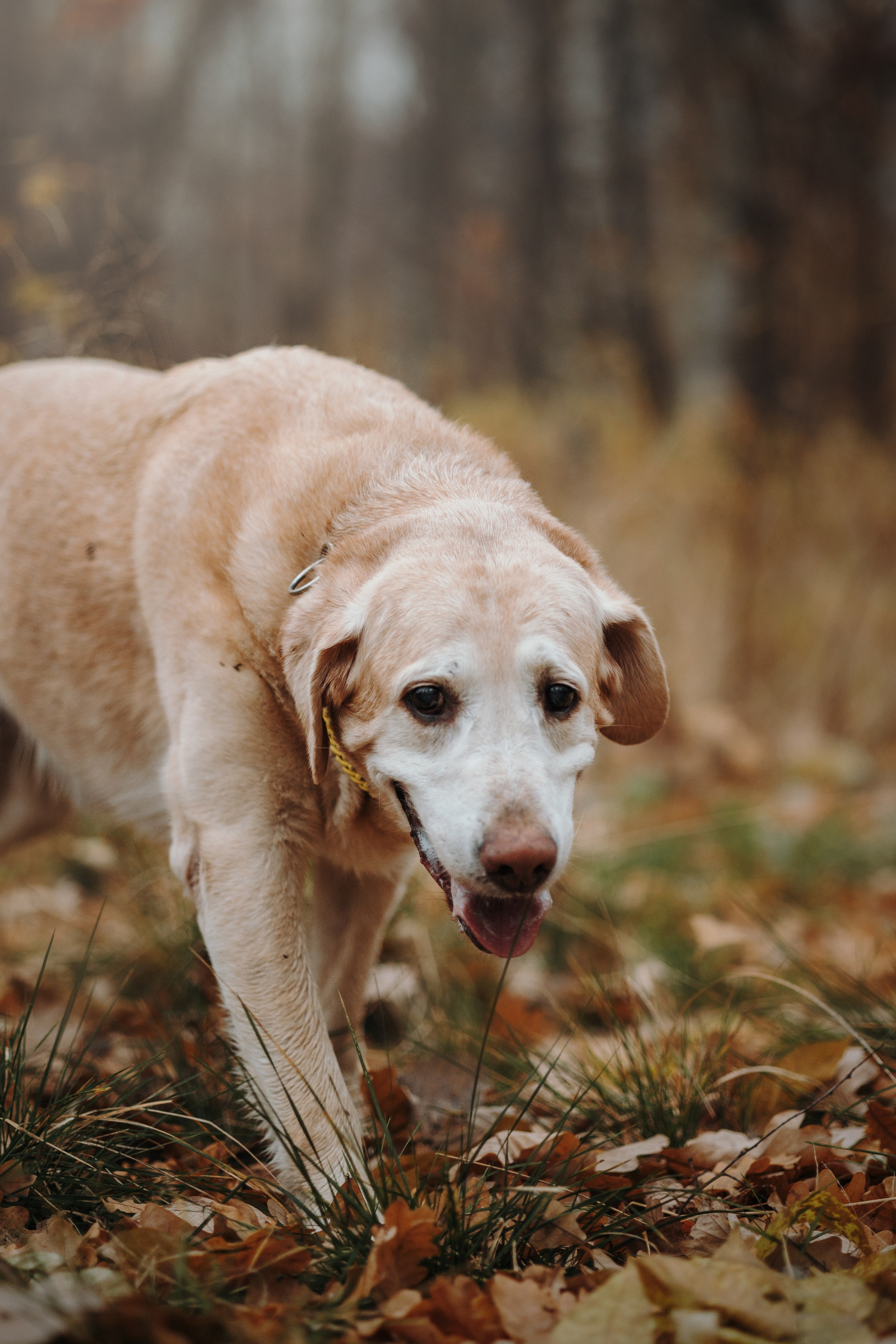 Оксана и Барон. Фотограф — Анималист | Санкт-Петербург
