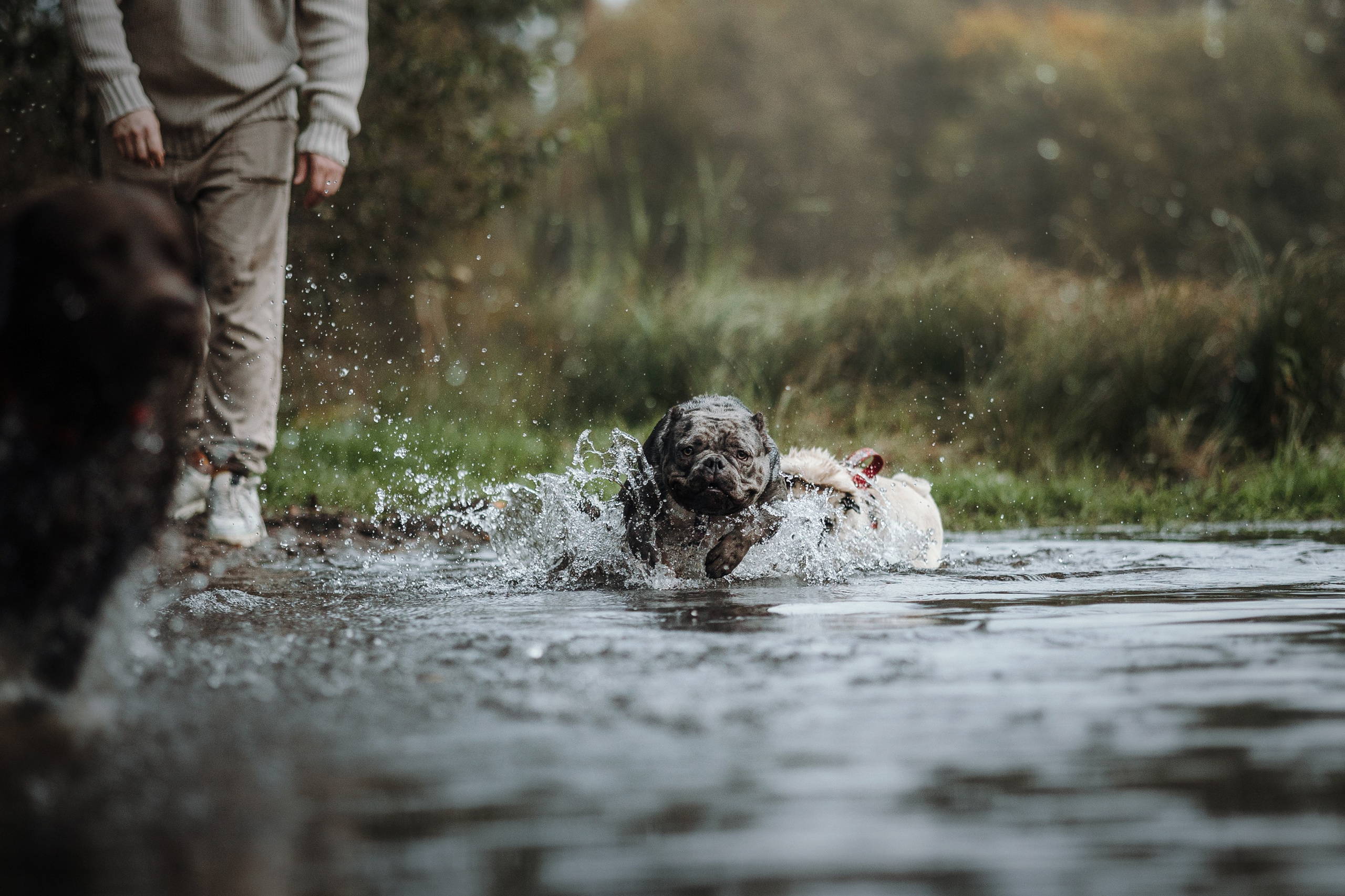 Девочки и их семья. Фотограф — Анималист | Санкт-Петербург