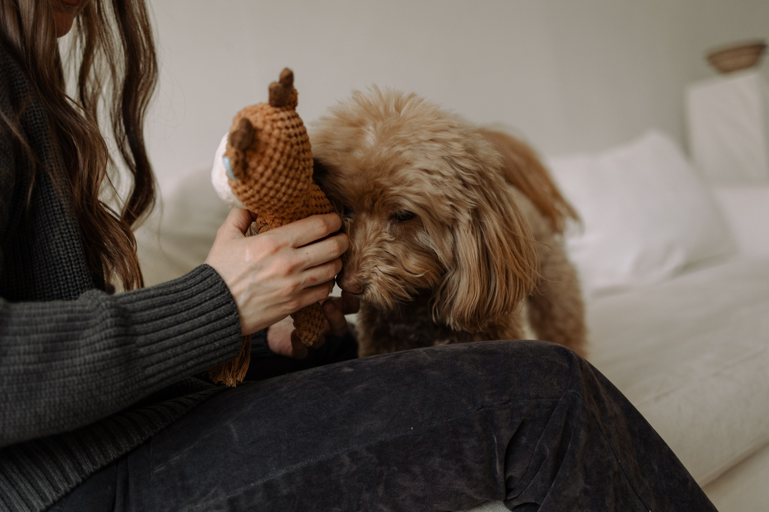 Шкипер и его семья. Фотограф — Анималист | Санкт-Петербург