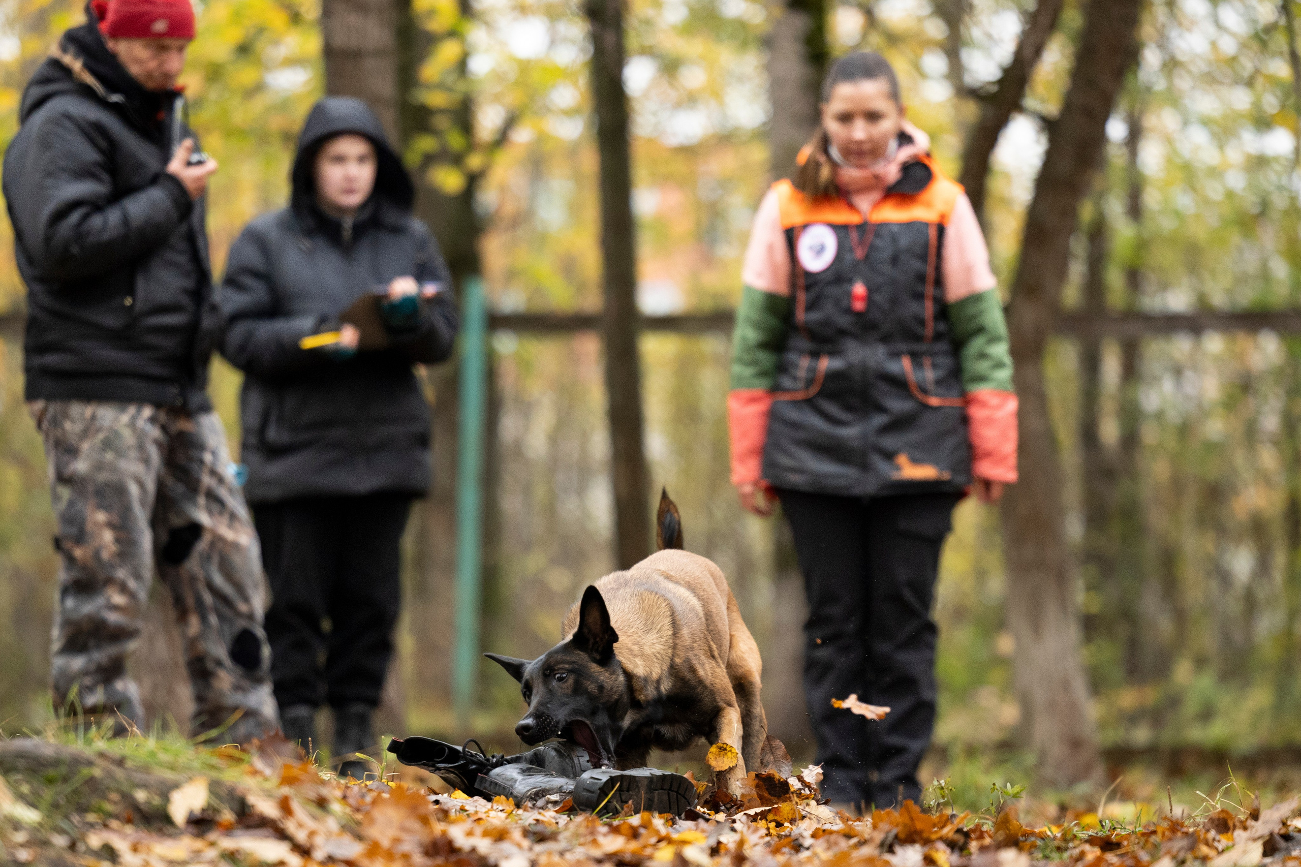 Соревнования по Мондьорингу г. Вологда. Фотограф-анималист Анна Маринич