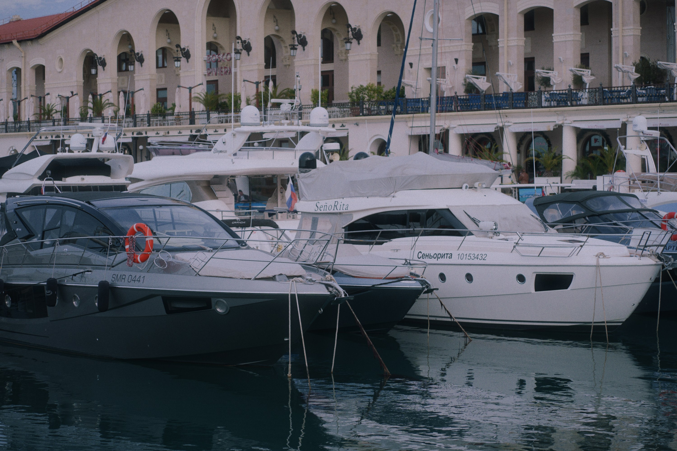 Sochi port (cats). Фотограф Юрин Евгений