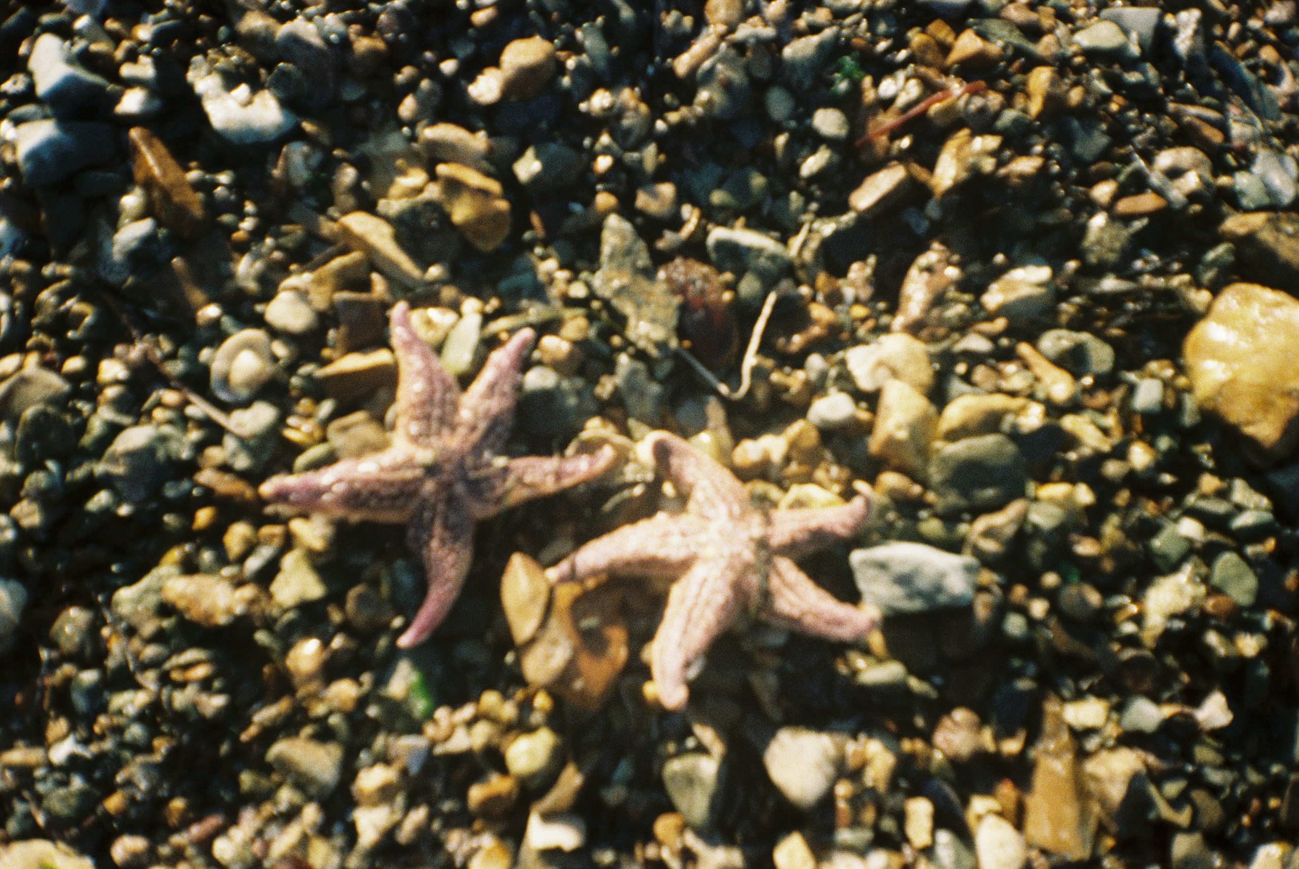 Плёночные воспоминания. Портретный и коллажный фотограф из Москвы