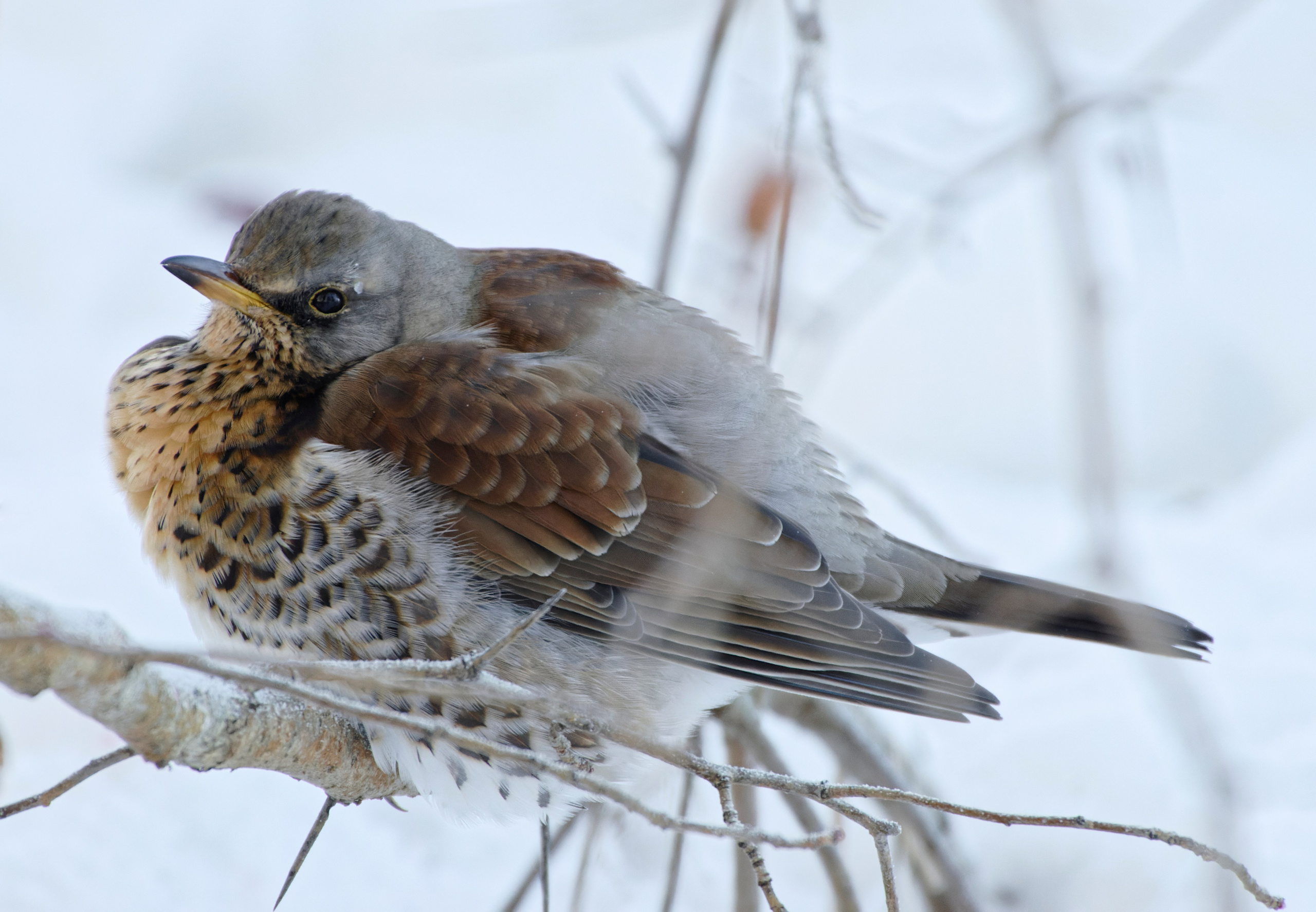 Перья. Семоха Валерий. Фотограф