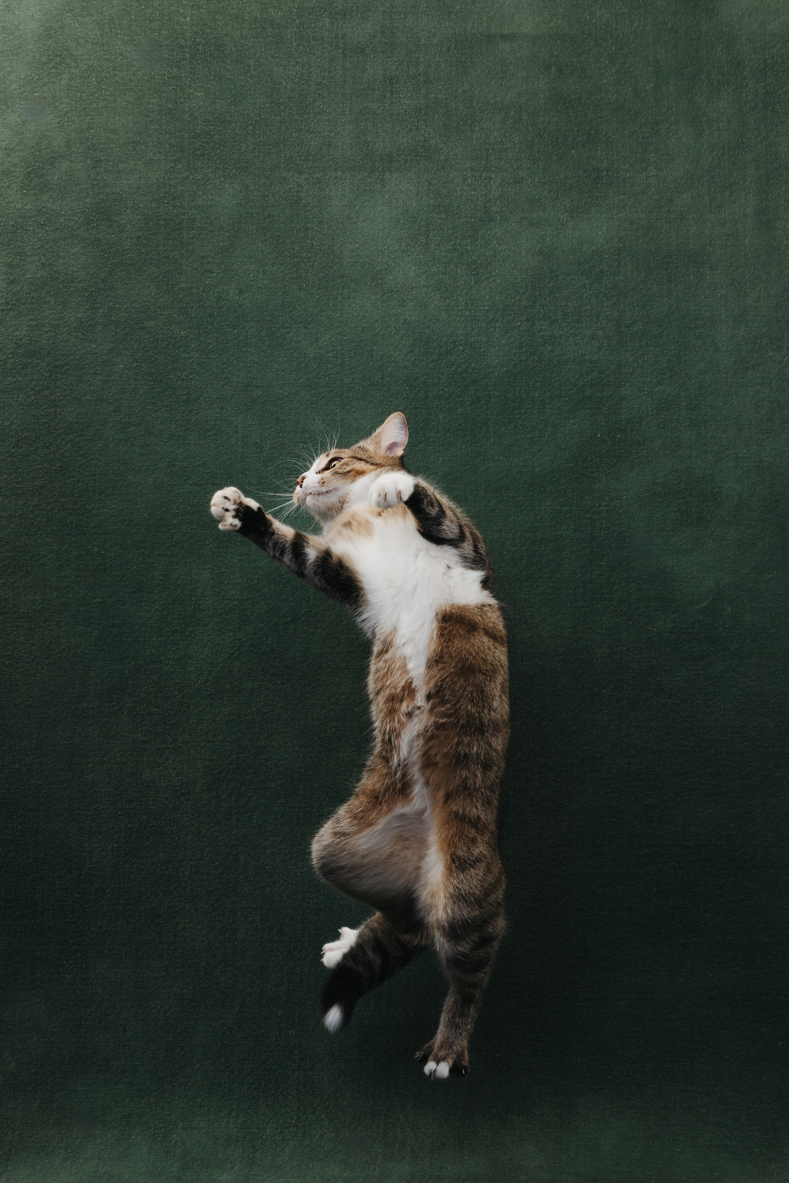 Коты Сет и Квентин. Фотограф анималист Осипчикова Мария