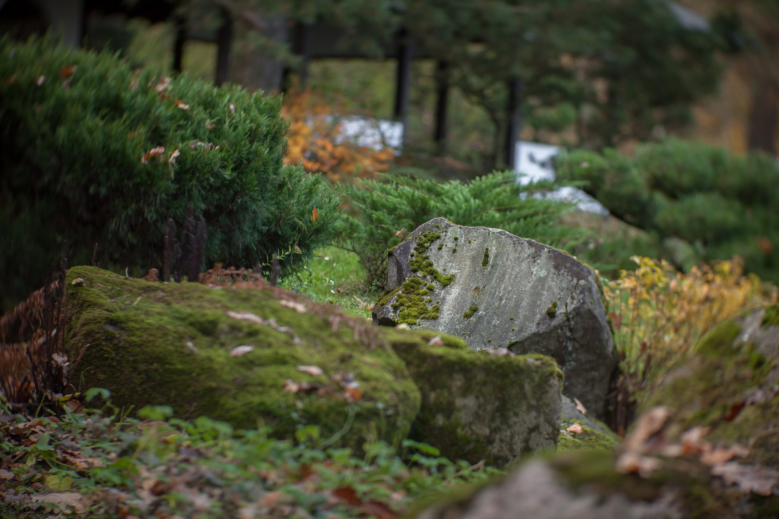 Ботанический сад имени Н. В. Цицина. Фотограф Виталий Туманов. Туманов Виталий — фотограф Москва