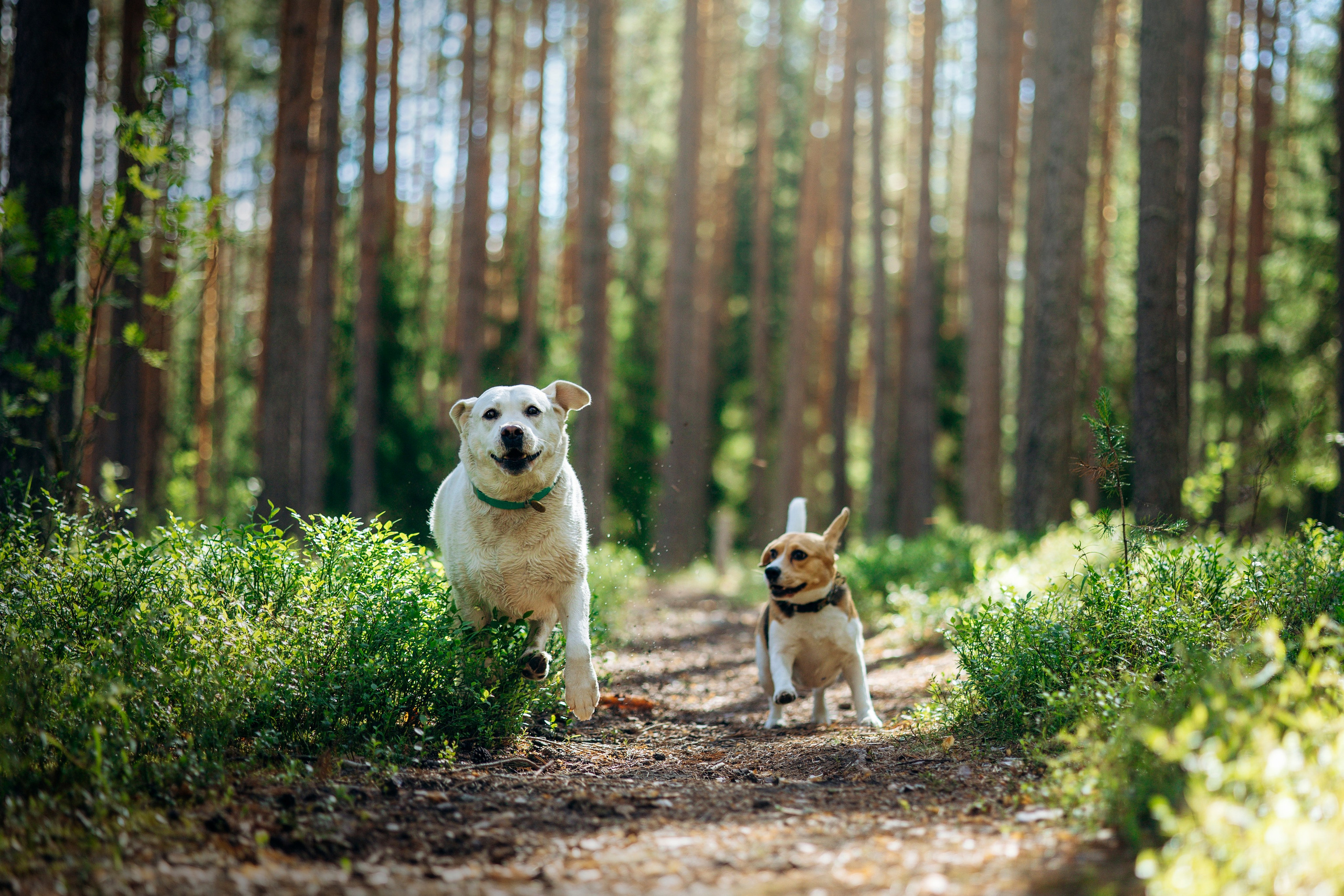 Котофеи и их семья. Фотограф — Анималист | Санкт-Петербург