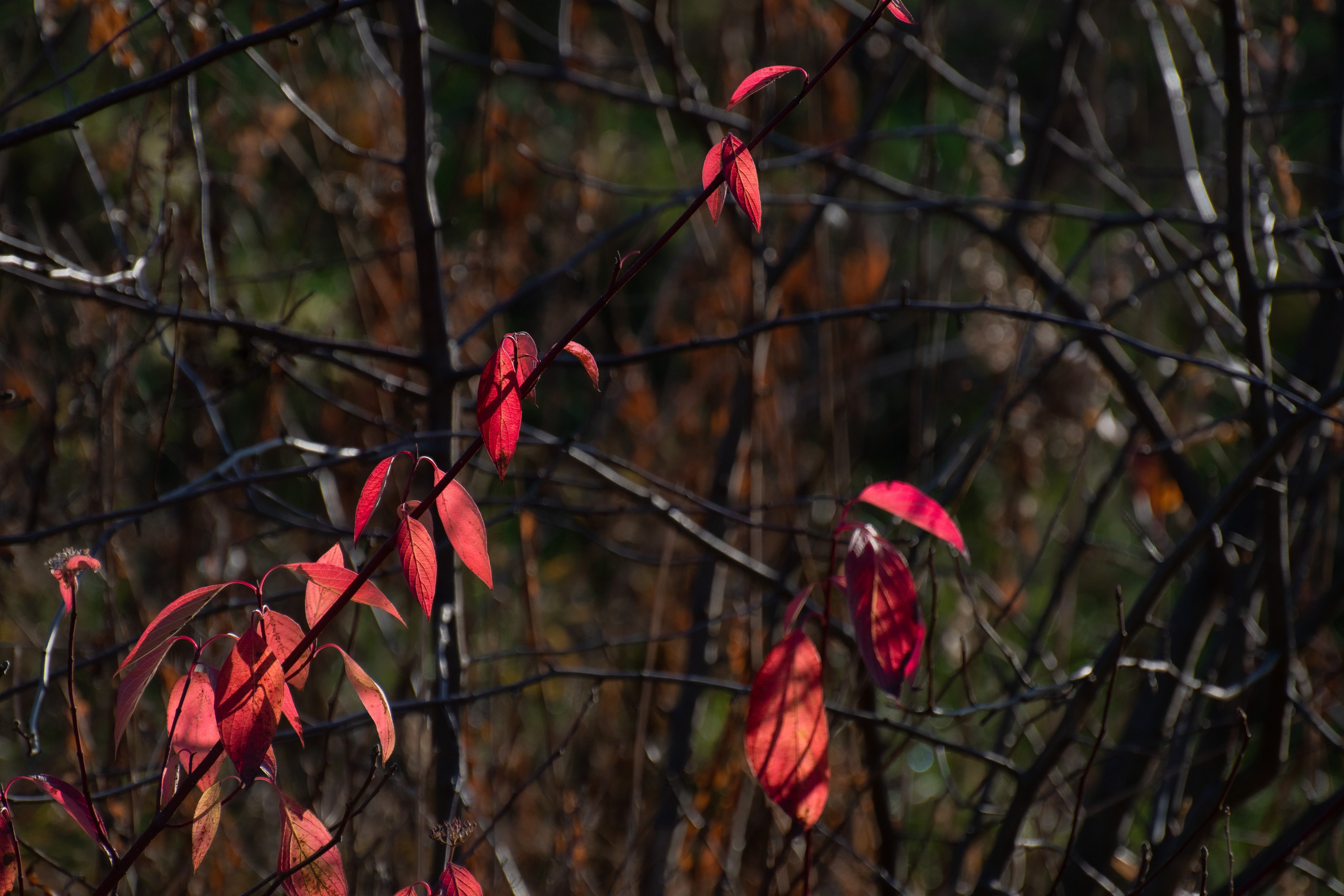 20211031 Крылатское. Дмитрий Ремизов. Фотография, как хобби
