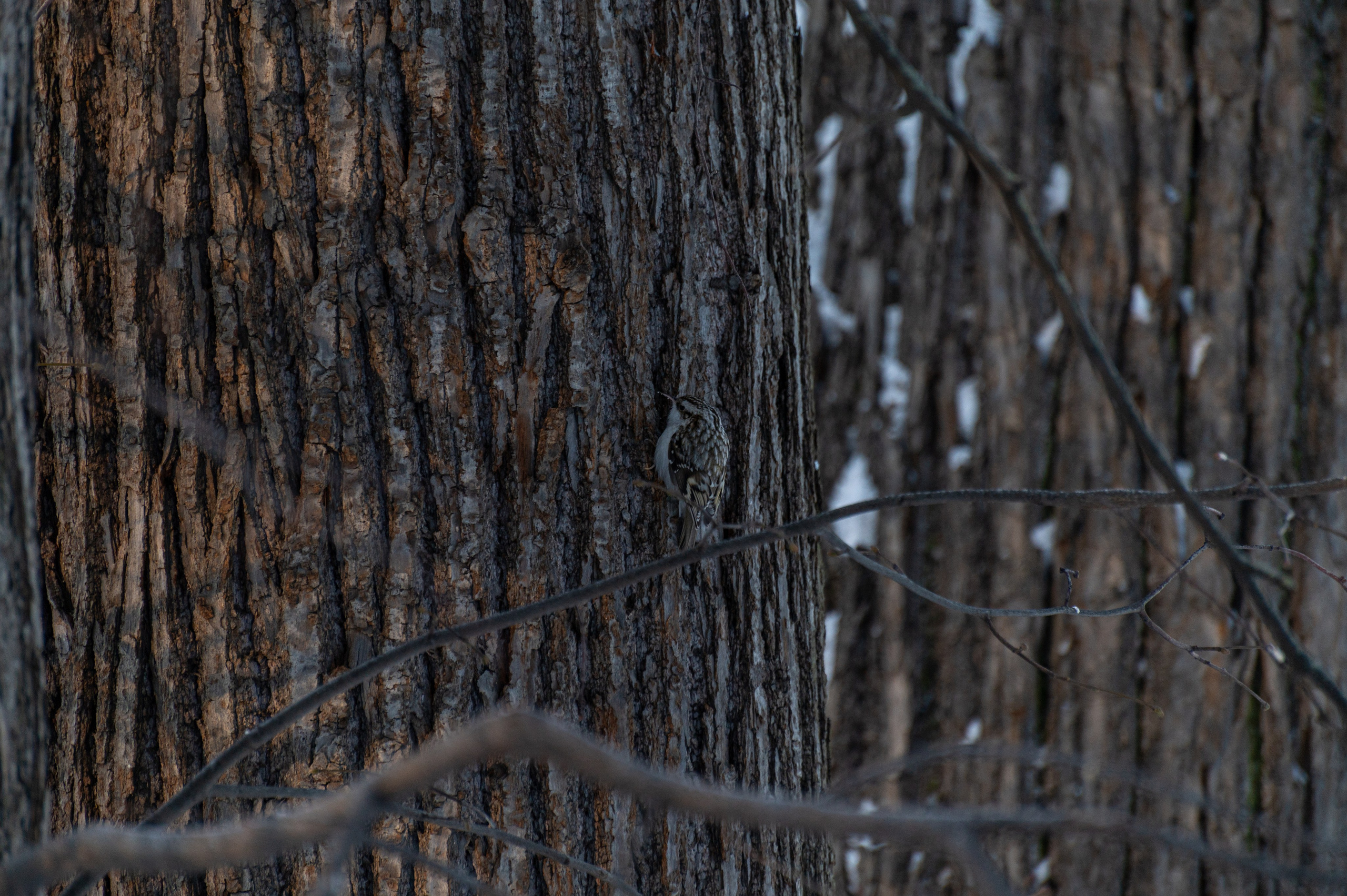 20240120 Воробьёвы горы. Дмитрий Ремизов. Фотография, как хобби