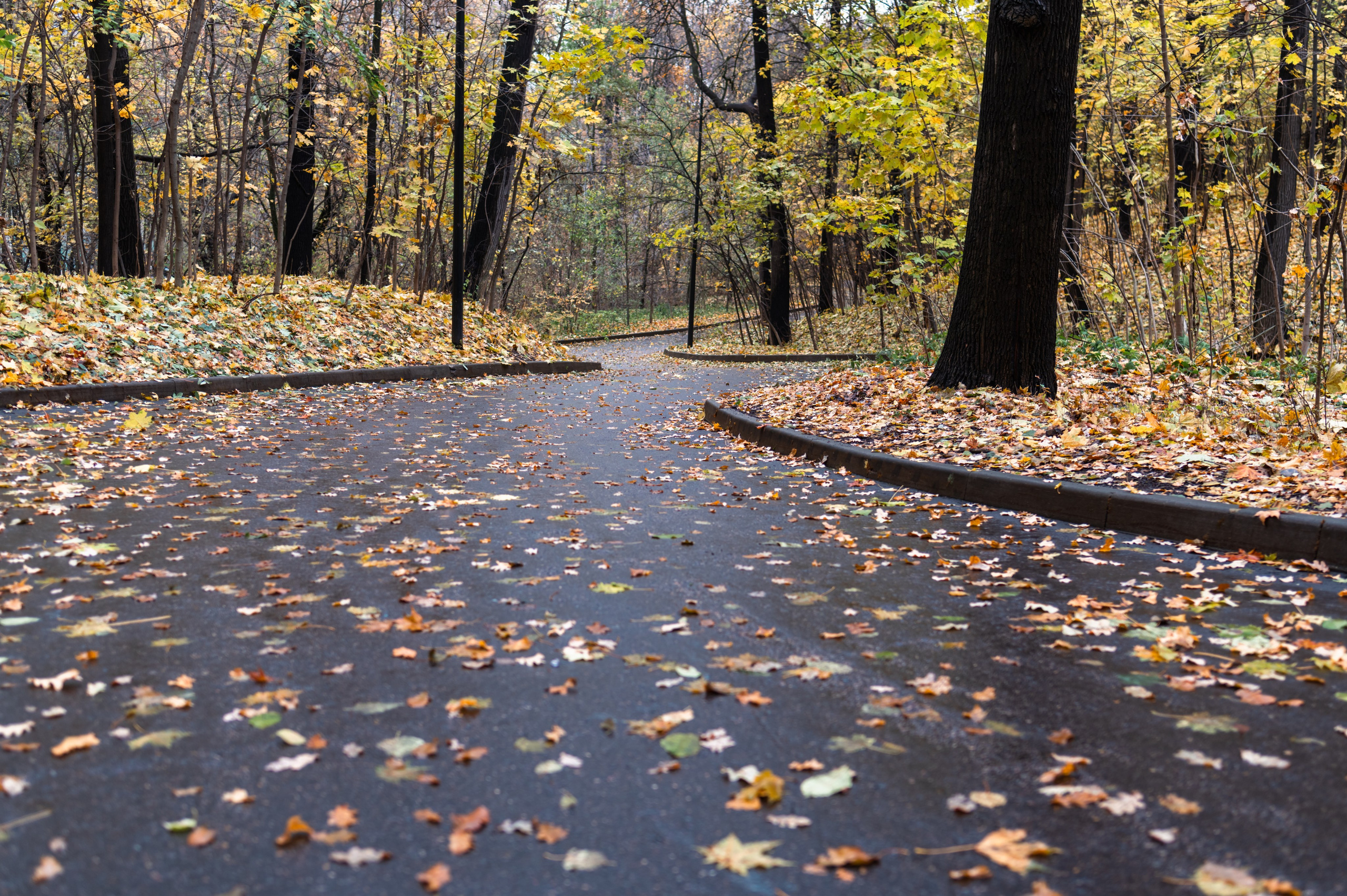 20231031 Нескучный сад. Дмитрий Ремизов. Фотография, как хобби