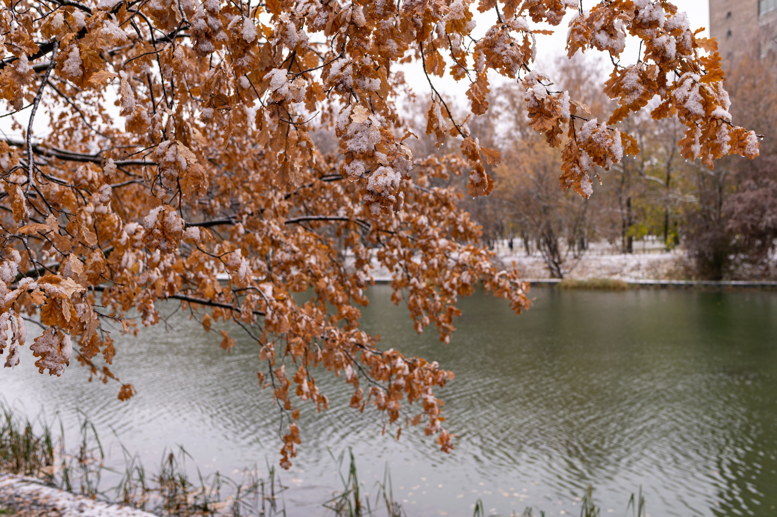 20231030 Тест Tamron SP 35 mm F/1.8. Дмитрий Ремизов. Фотография, как хобби